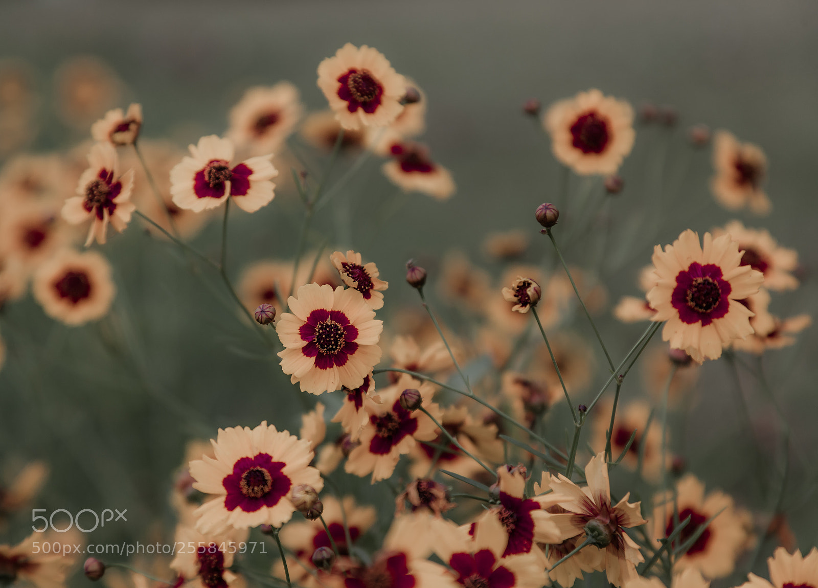 Canon EOS 5D Mark II sample photo. Refreshing photography