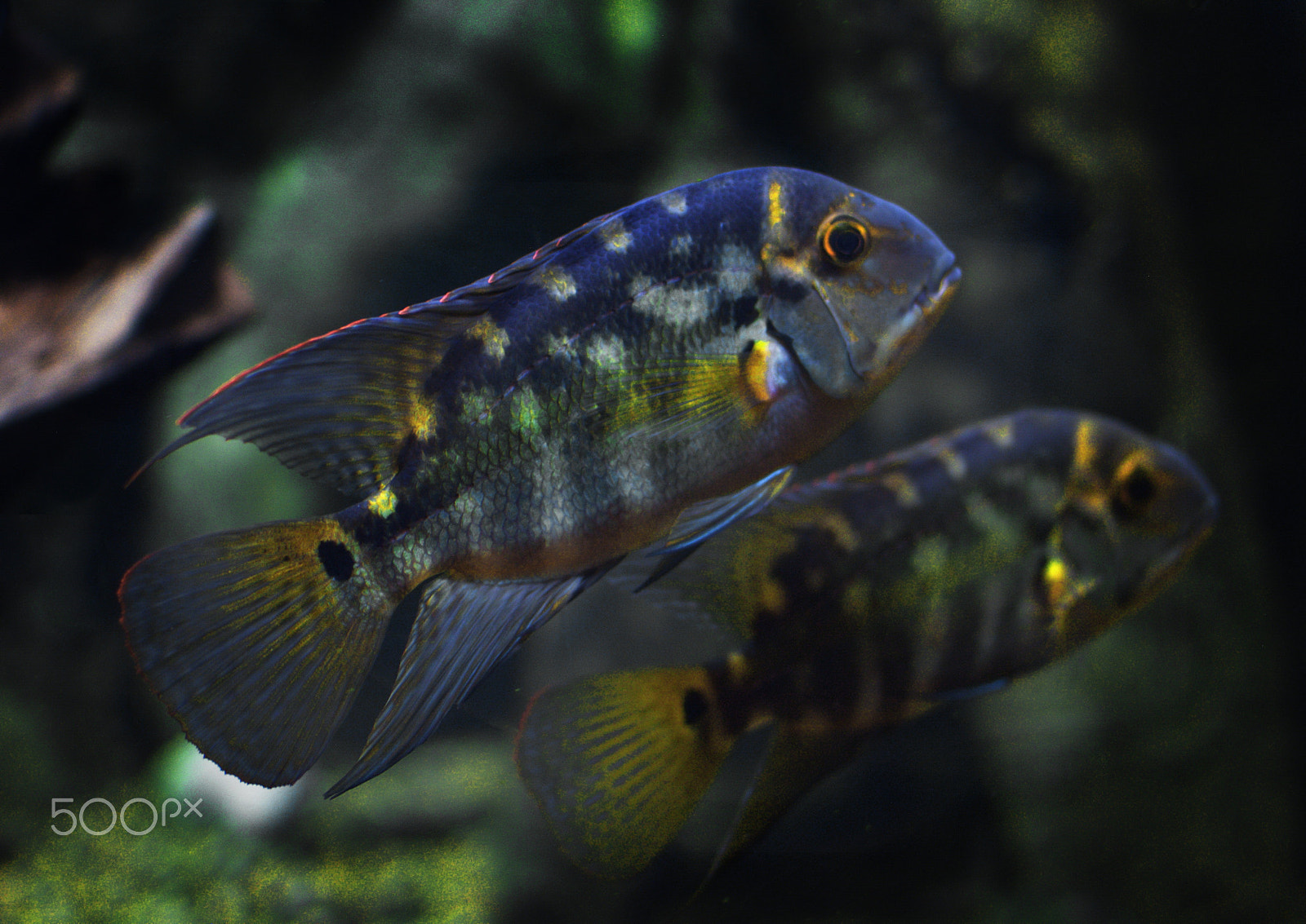 Nikon D3000 + Nikon AF-S DX Nikkor 35mm F1.8G sample photo. Cichlids photography