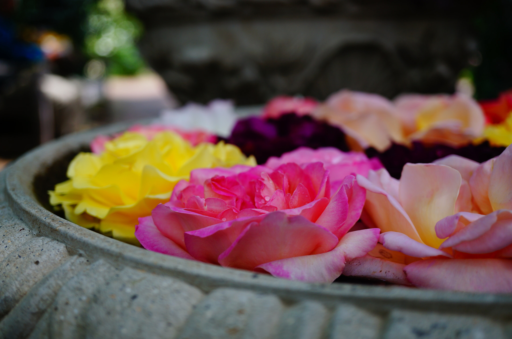 Sony Alpha NEX-5T sample photo. Roses on the water photography