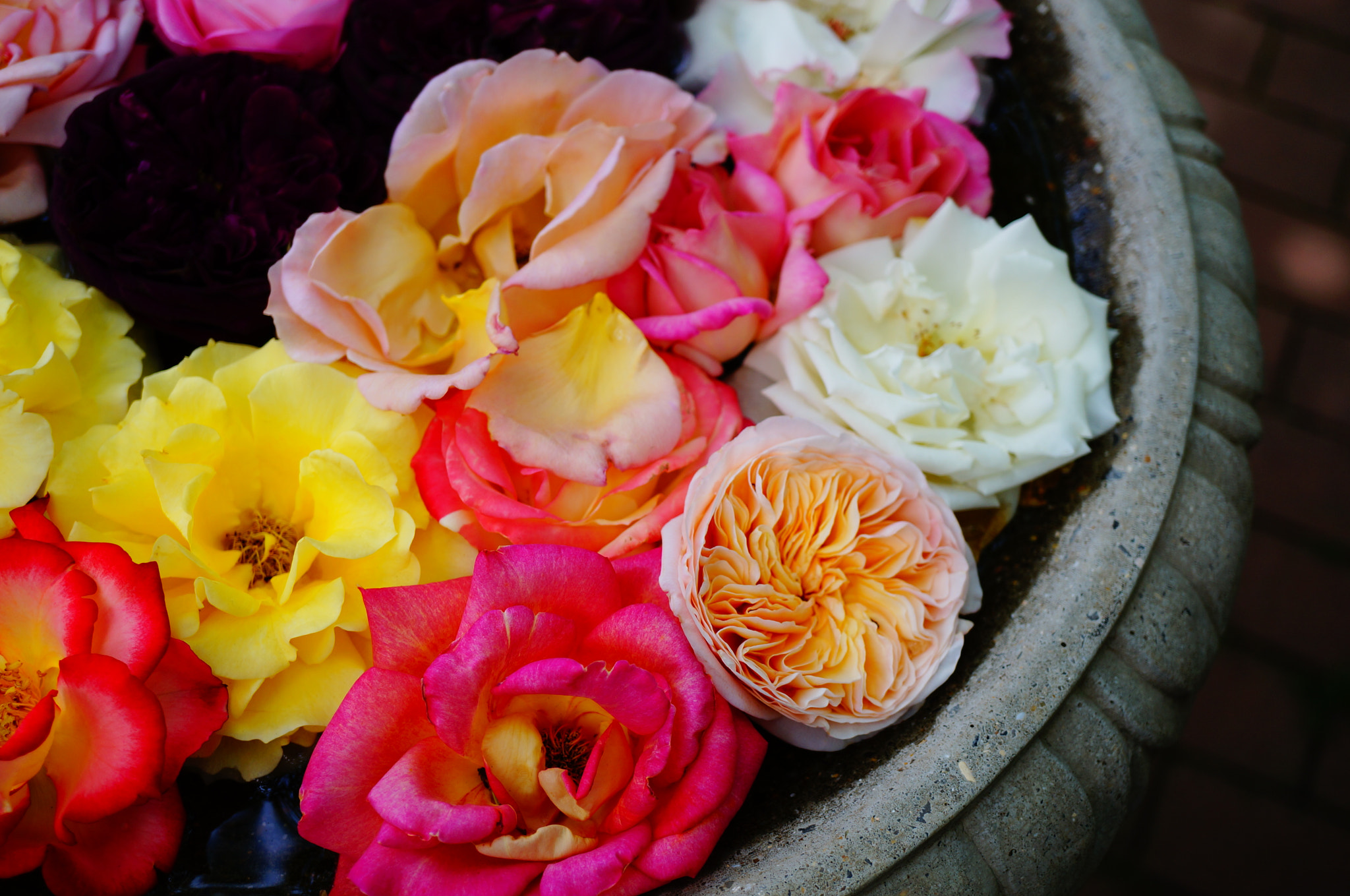 Sony Alpha NEX-5T sample photo. Roses on the water photography