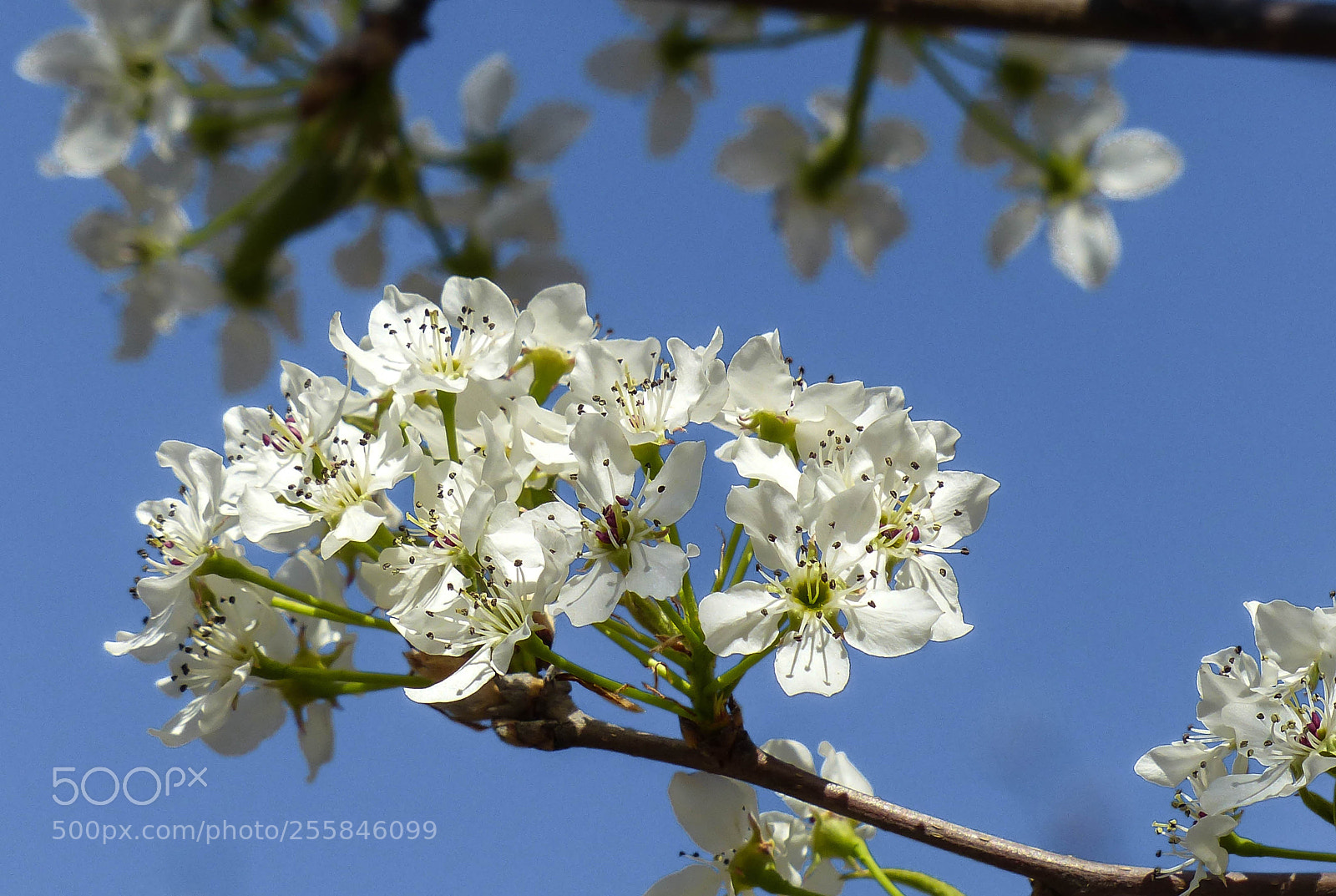 Panasonic Lumix DMC-FZ200 sample photo. Snowy blossoms photography