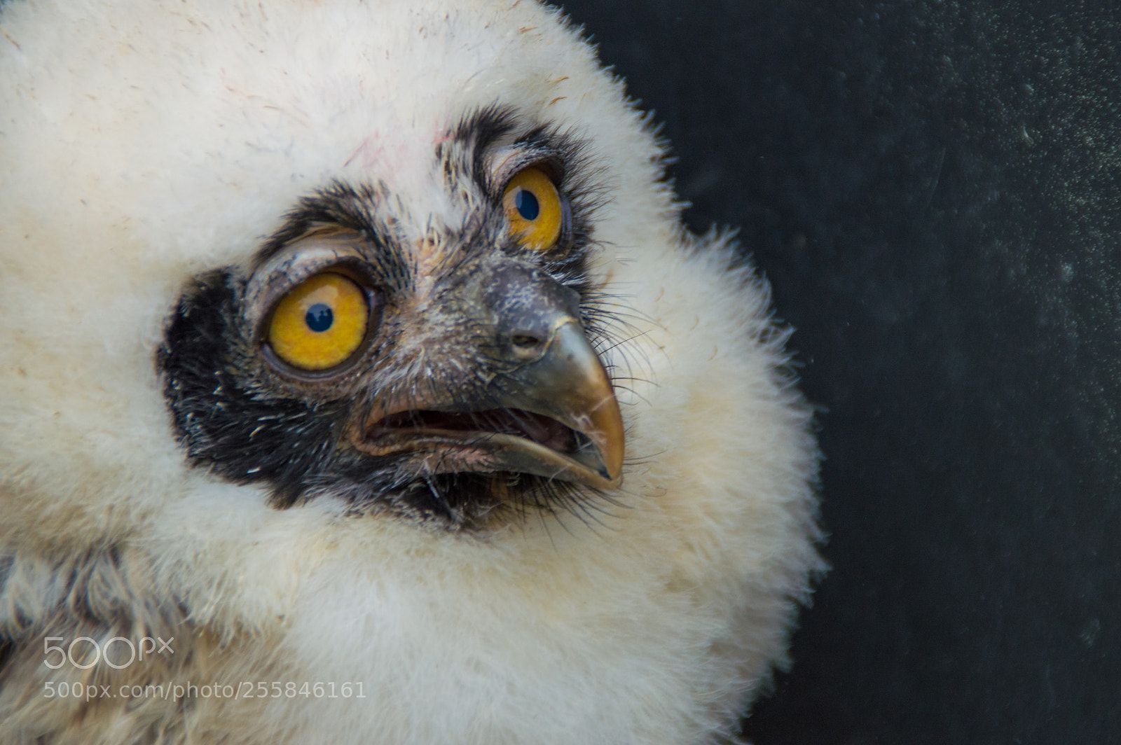 Nikon D3200 sample photo. Baby-owl photography
