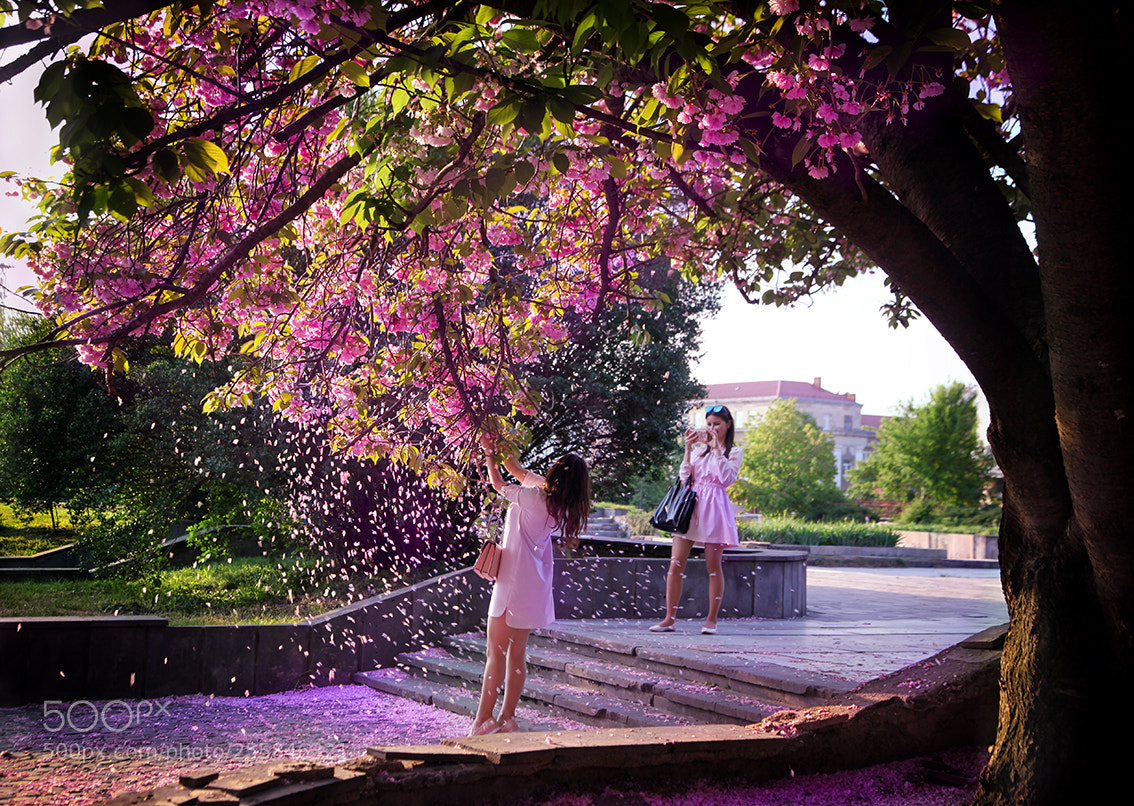 Canon EOS 5D Mark II sample photo. Sakura ballad. photography