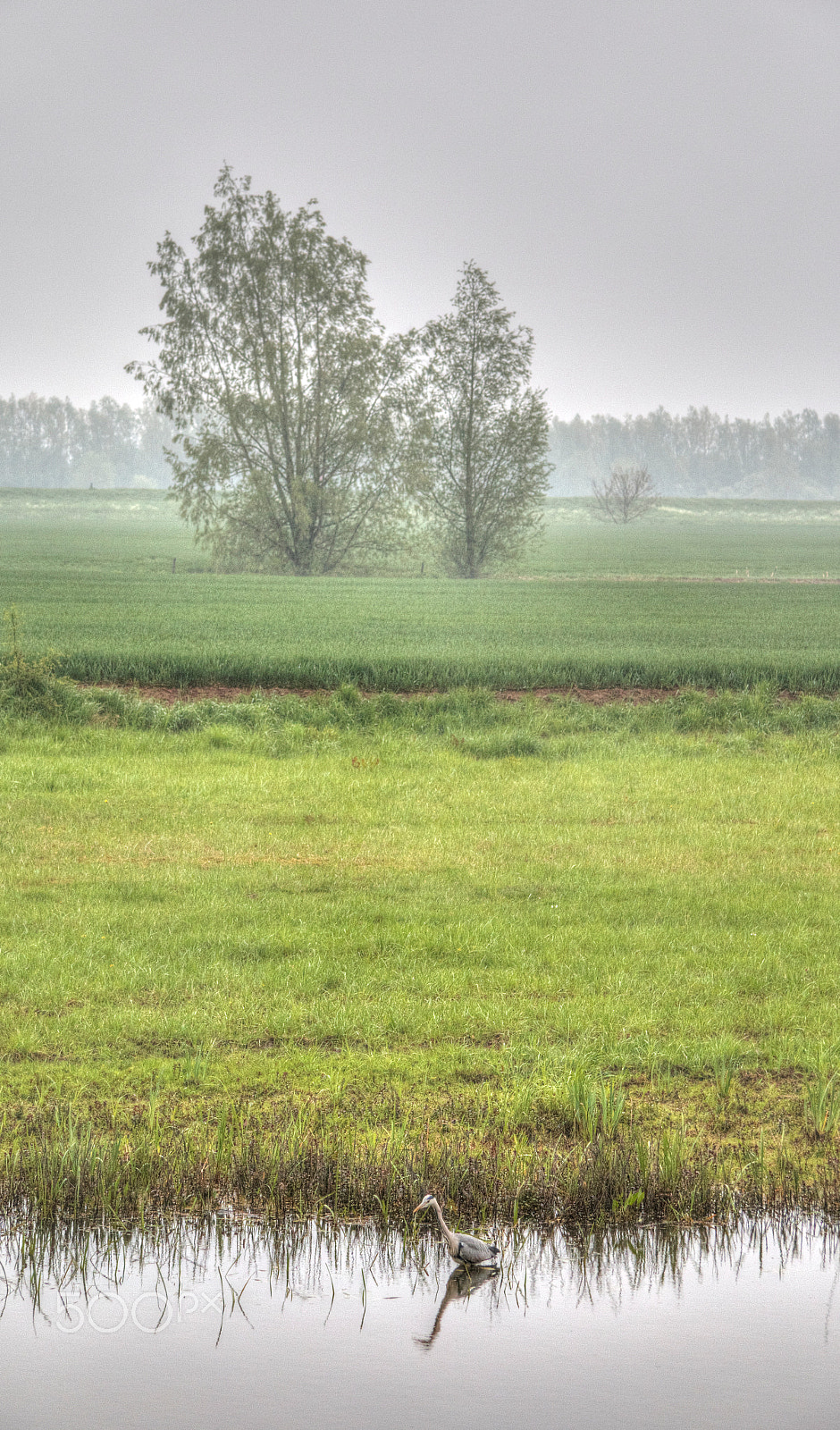 Canon EF-S 17-85mm F4-5.6 IS USM sample photo. Trees in field photography