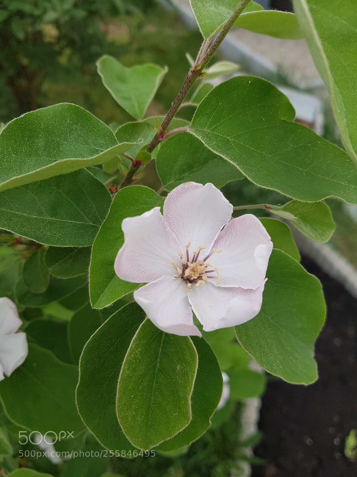 Samsung Galaxy S7 sample photo. Quince blossom photography