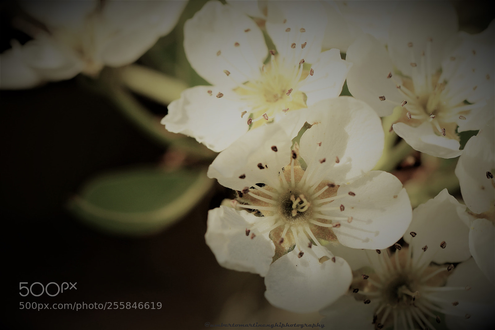 Canon EOS 7D Mark II sample photo. Apple blossom photography