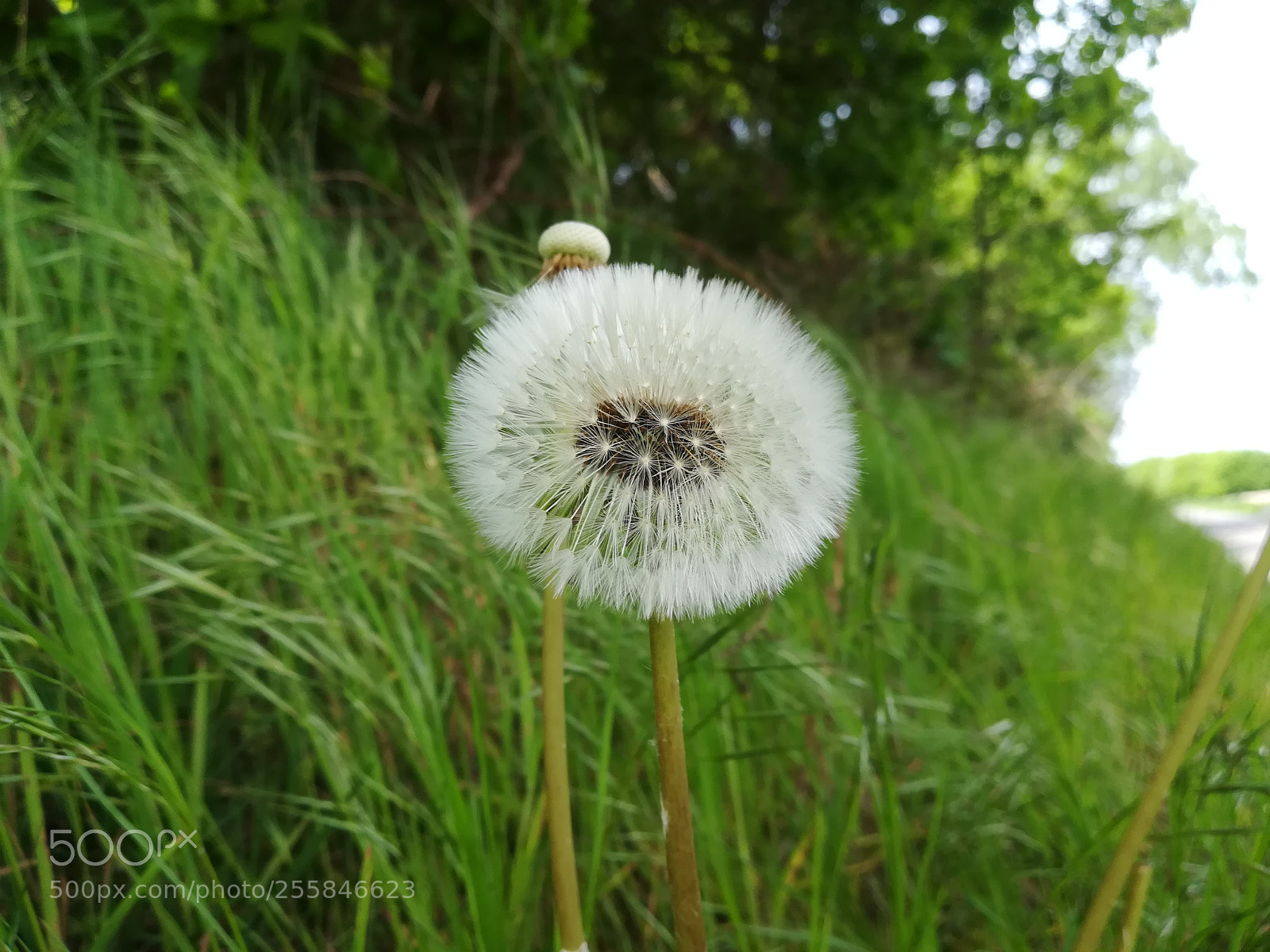 HUAWEI P10 lite sample photo. Blume photography