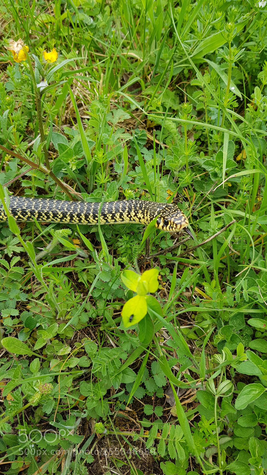 Samsung Galaxy S8 sample photo. Couleuvre verte et jaune photography