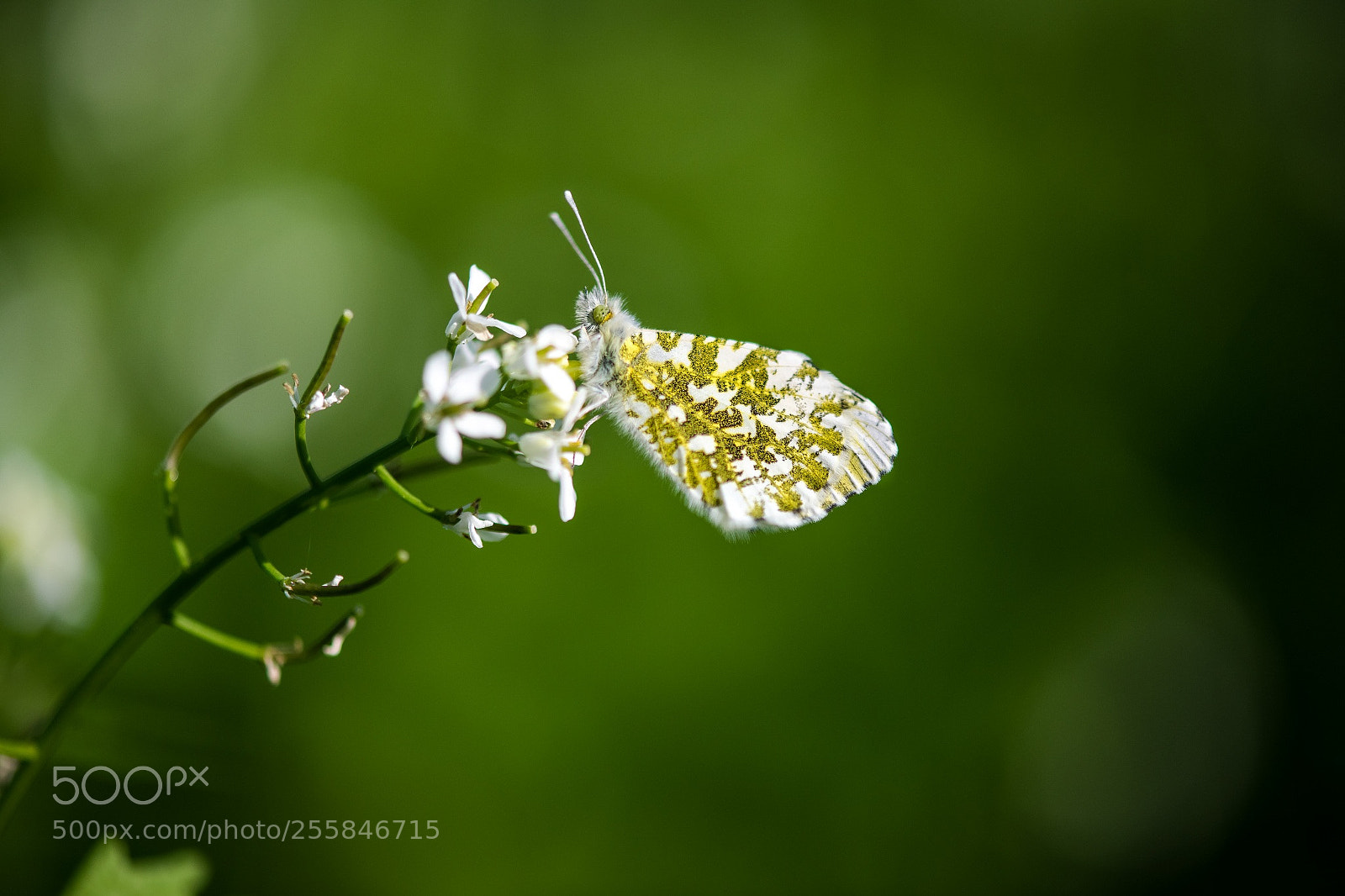 Nikon D850 sample photo. Female anthocharis cardamines aurore photography