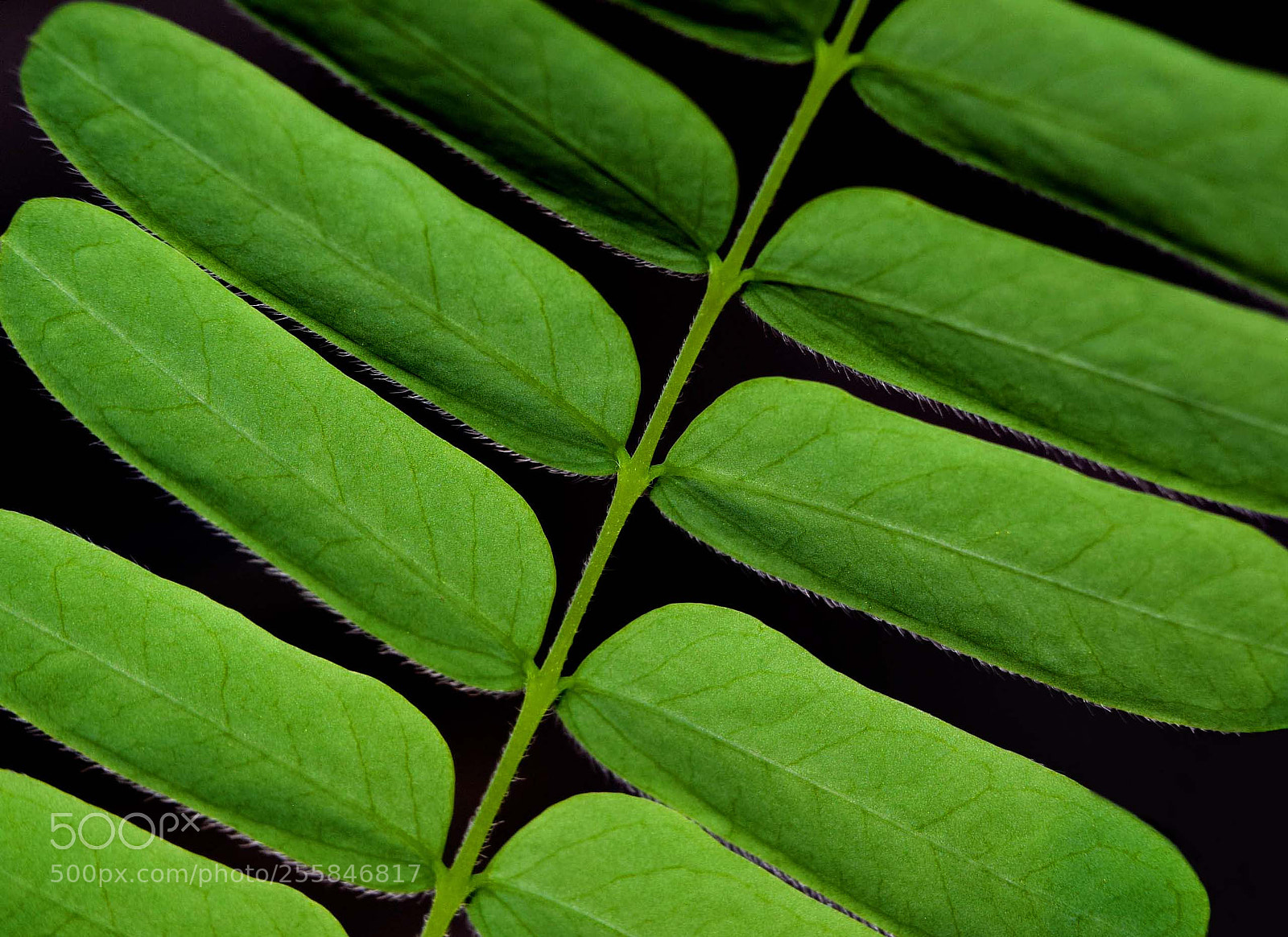 Nikon D3300 sample photo. Leaves photography