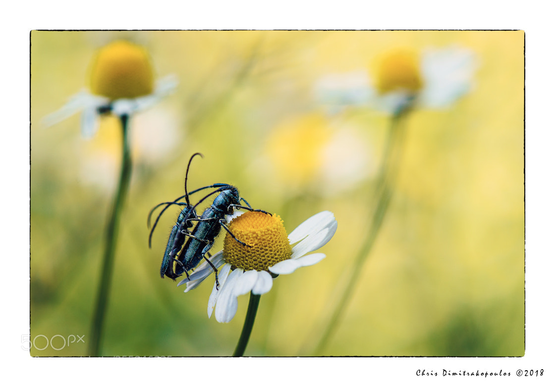 Nikon D7000 sample photo. Sex on chamomile flower photography