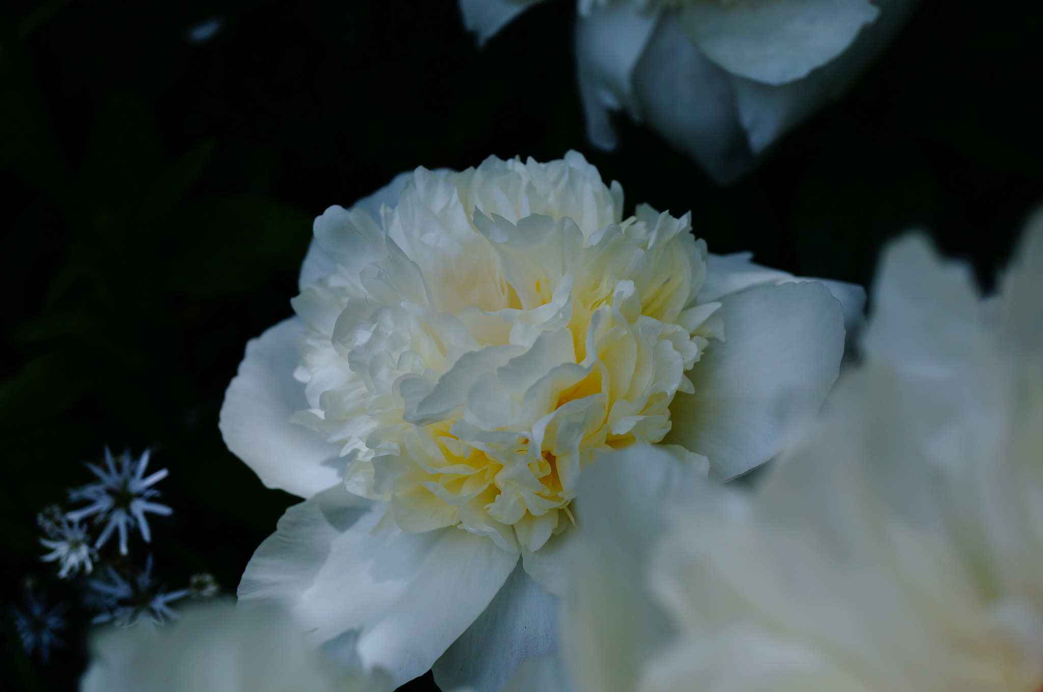 Sony Alpha NEX-5T sample photo. White peony photography