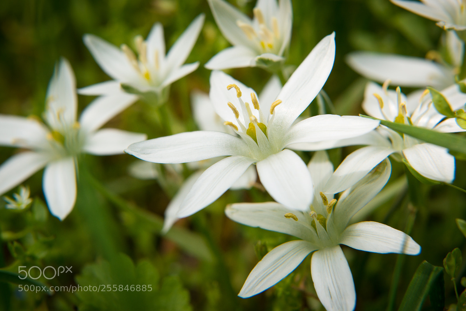 Nikon D800 sample photo. In color photography