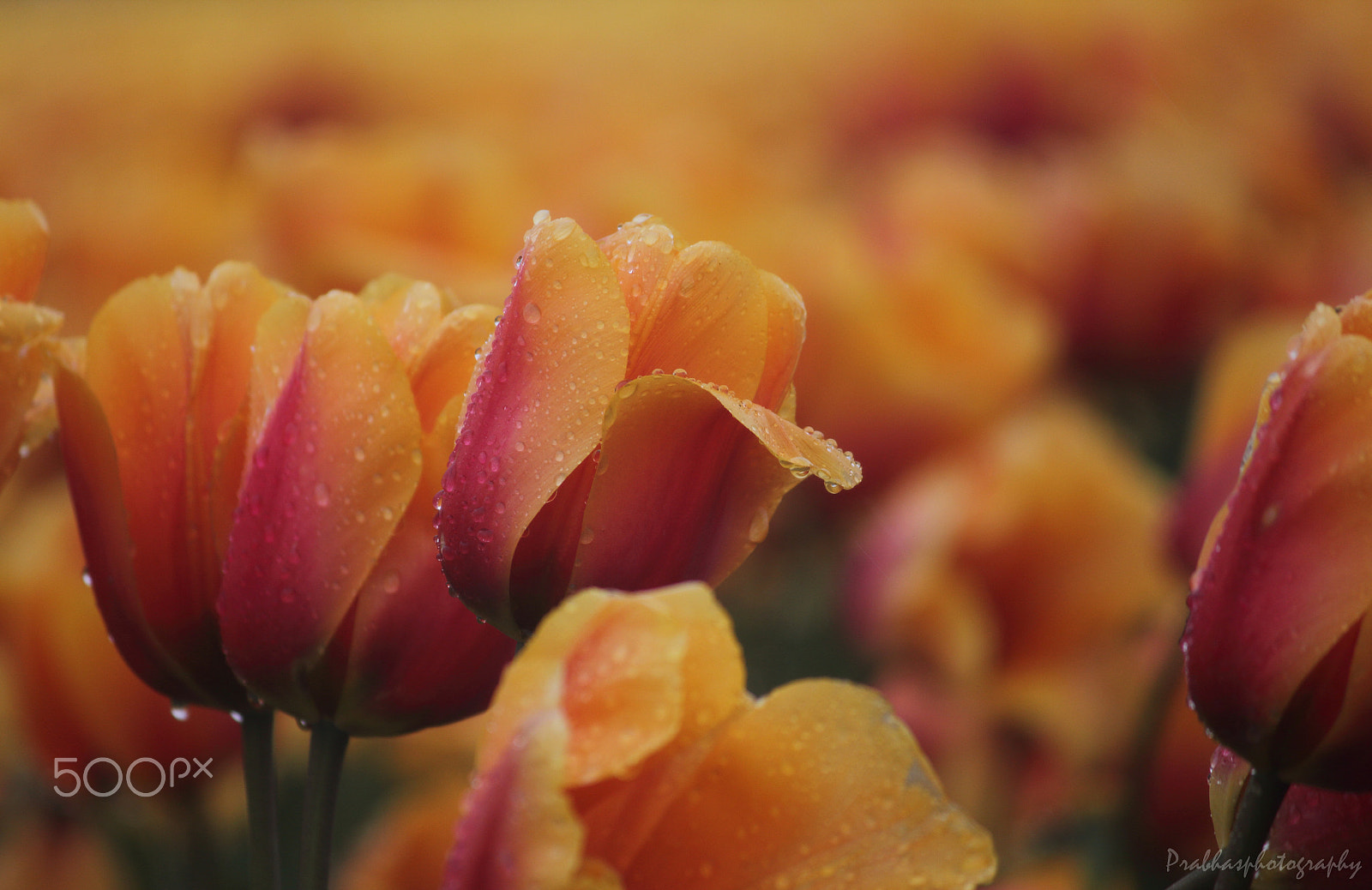 Canon EOS 550D (EOS Rebel T2i / EOS Kiss X4) sample photo. Tulip and the rain ! photography