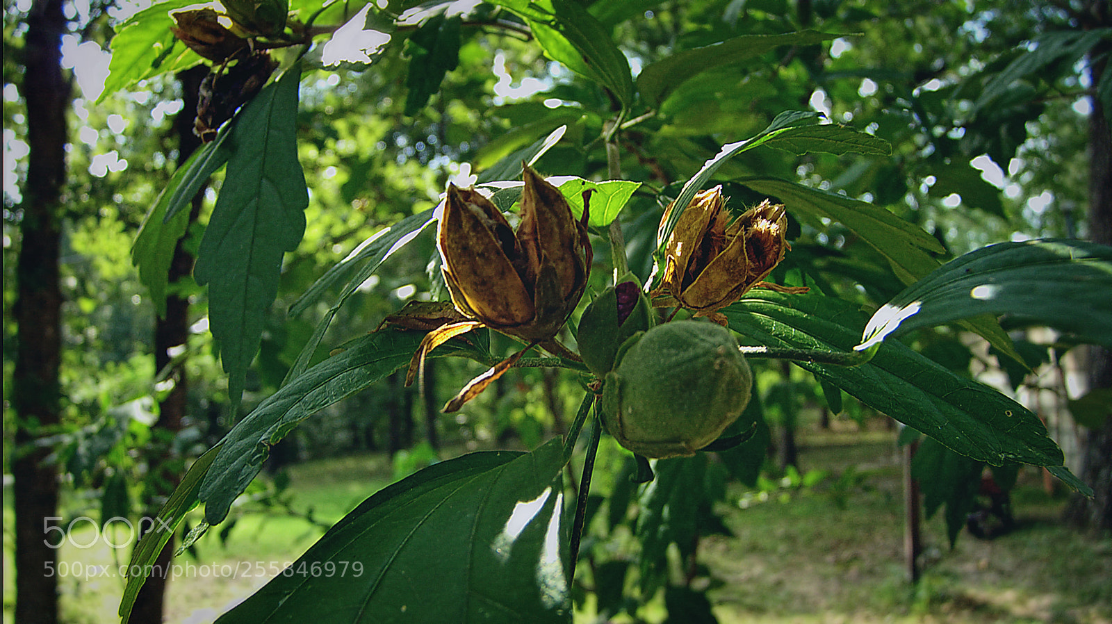 Panasonic DMC-FZ18 sample photo. H ibi scu ssy photography