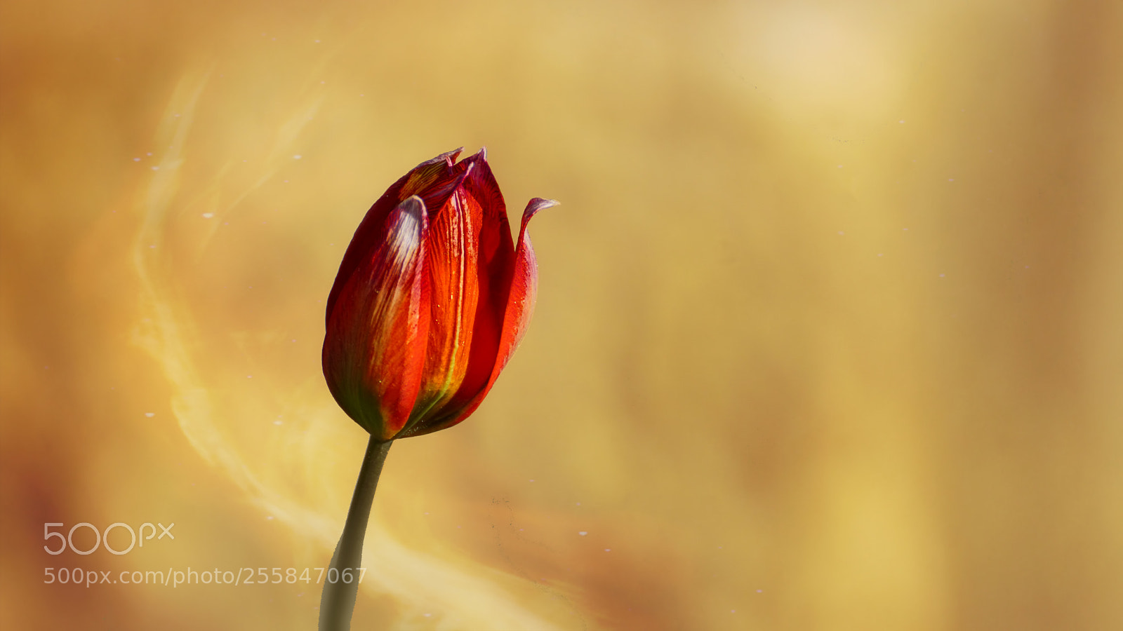 Sony ILCA-77M2 sample photo. Tulpe photography