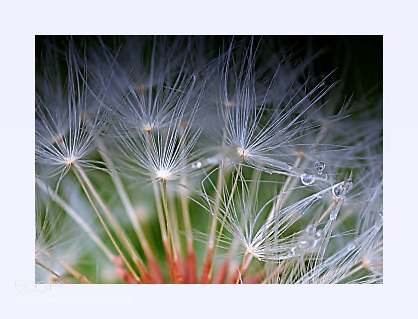 Nikon D5000 sample photo. ** photography