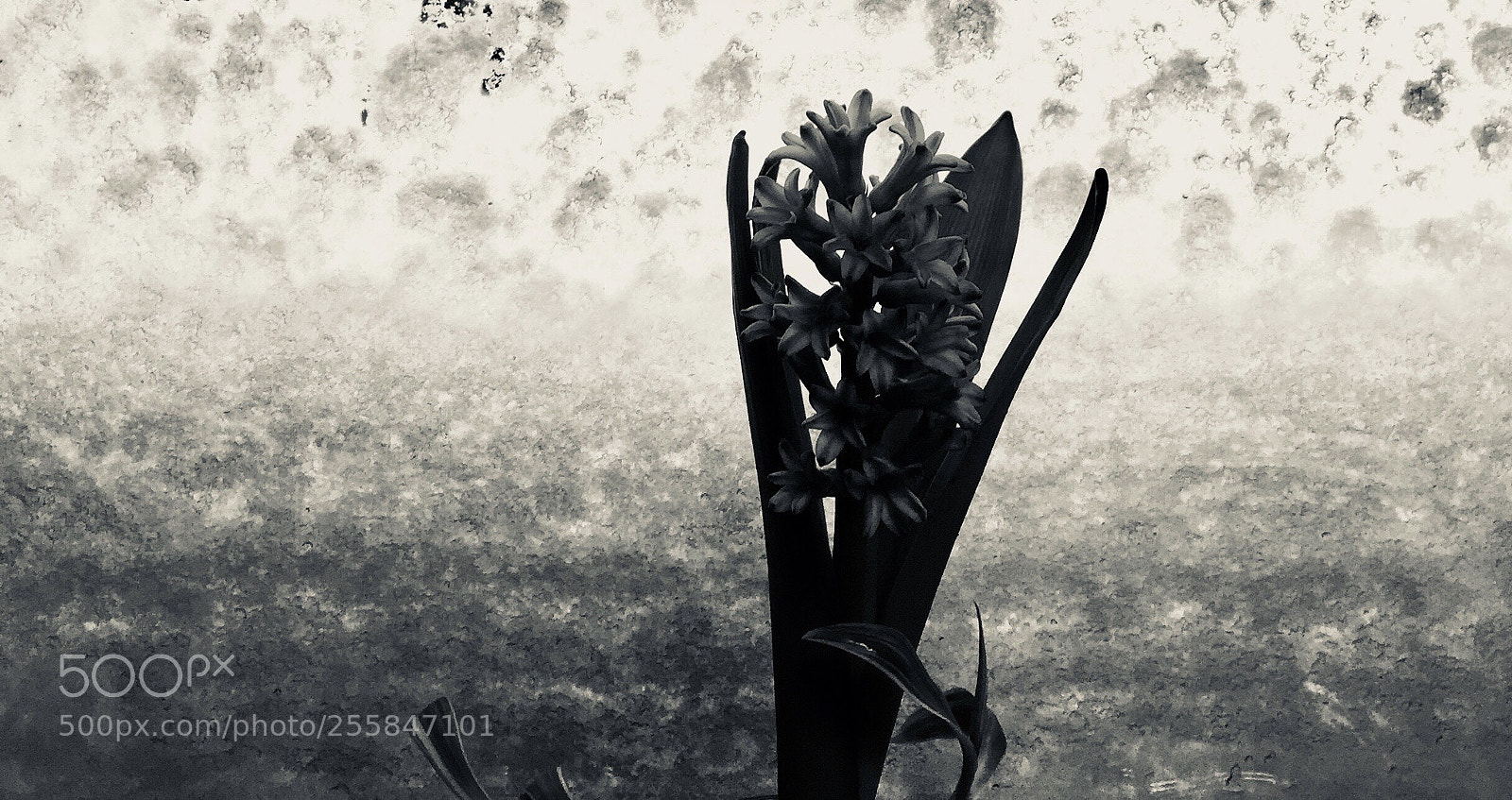 Apple iPhone 6 Plus sample photo. Untitled photography