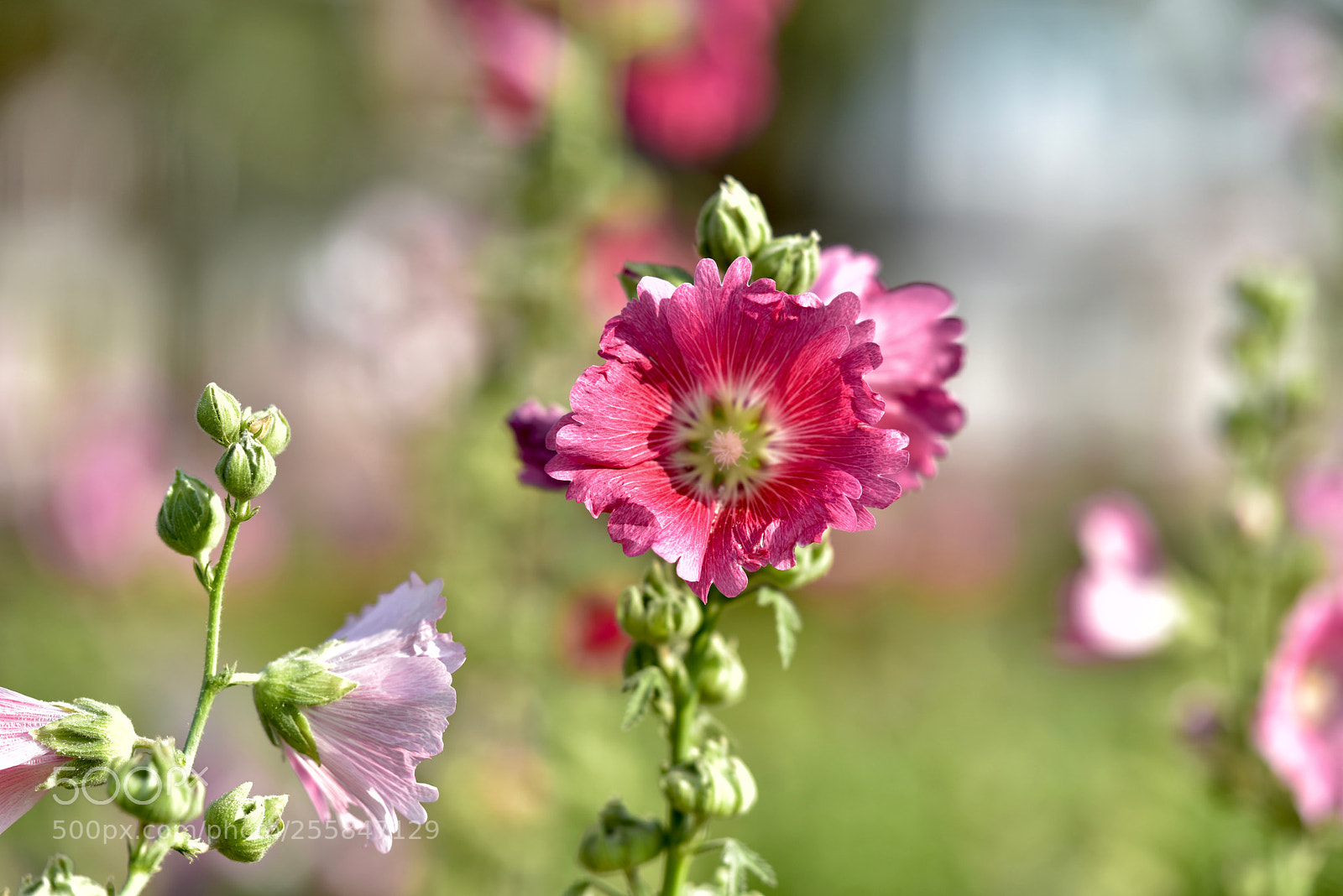 Nikon D810 sample photo. Untitled photography