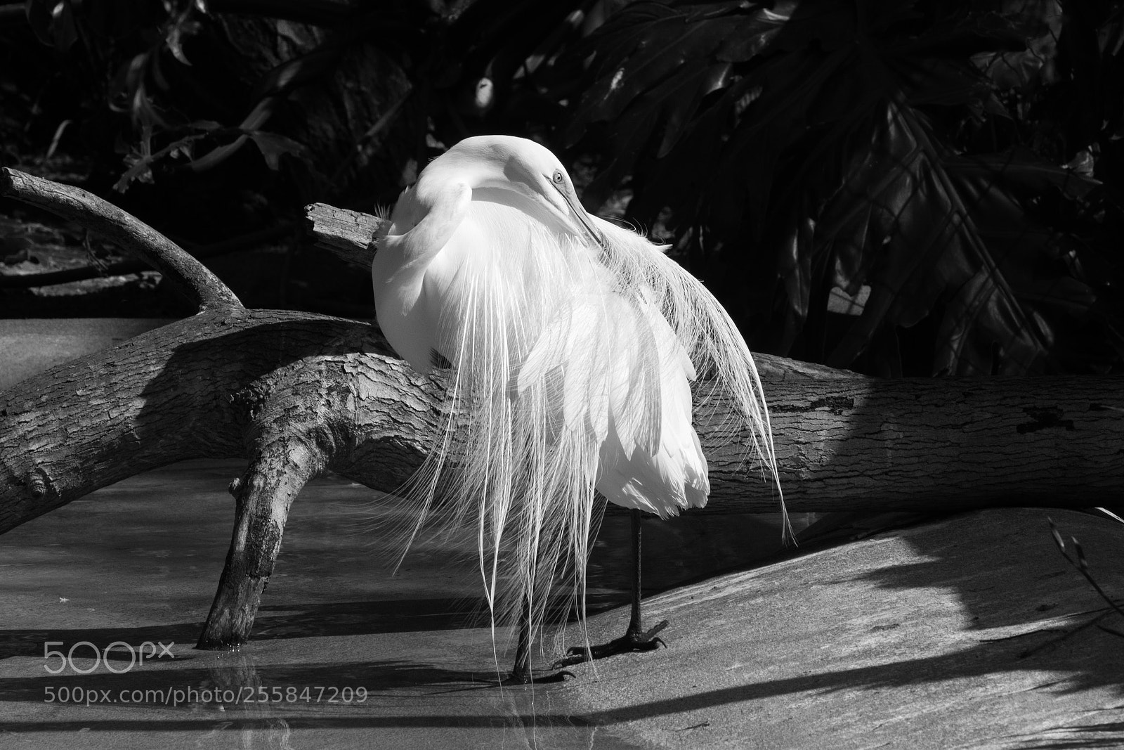Canon EOS 5D Mark IV sample photo. Preening the feathers black photography