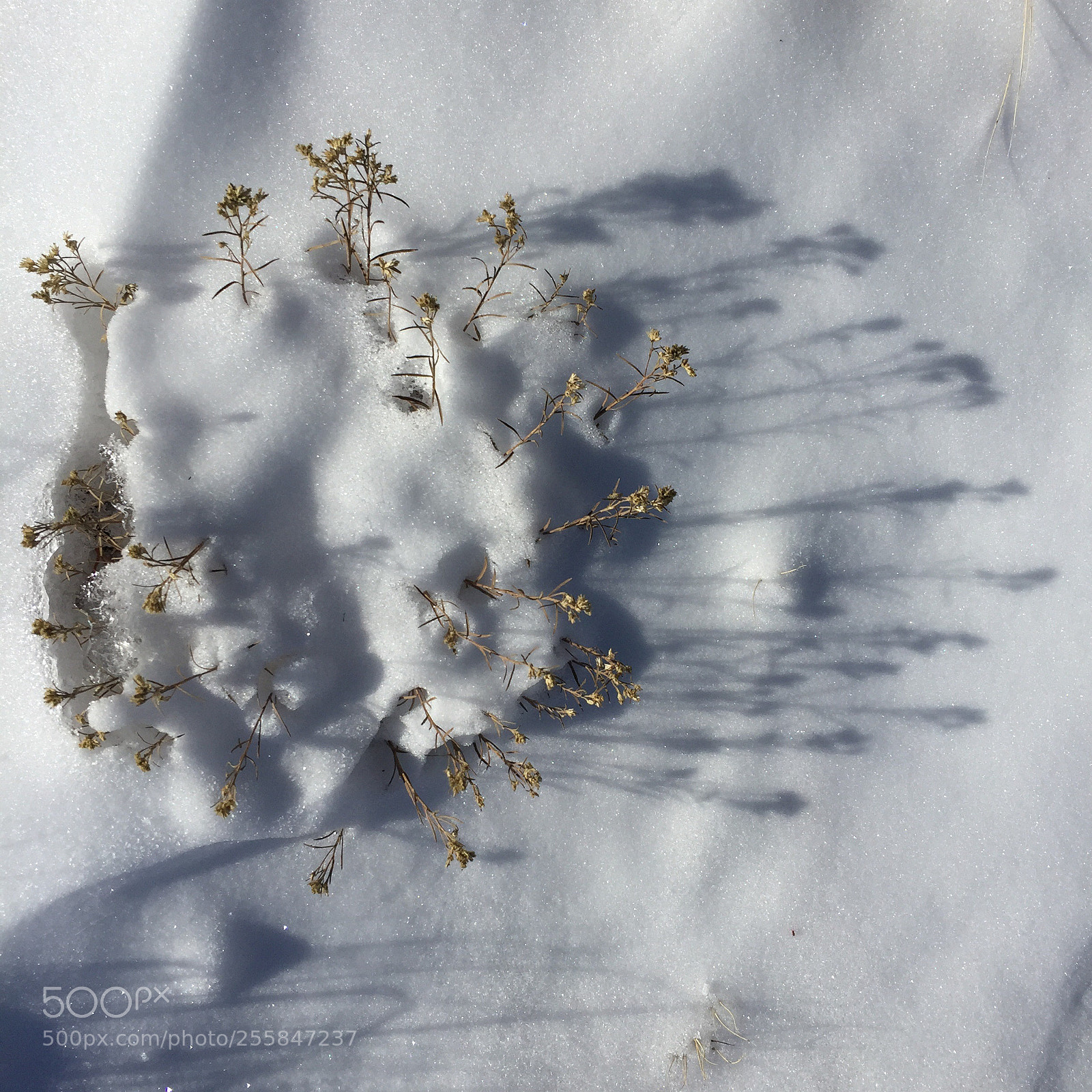 Apple iPhone 6 sample photo. Winter s crown of photography