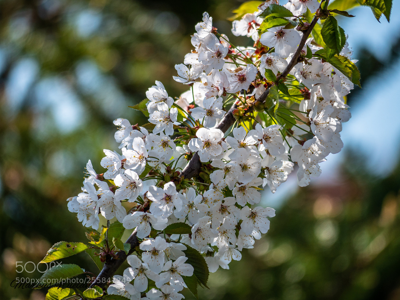 Panasonic Lumix DC-G9 sample photo. Bl te im fr photography