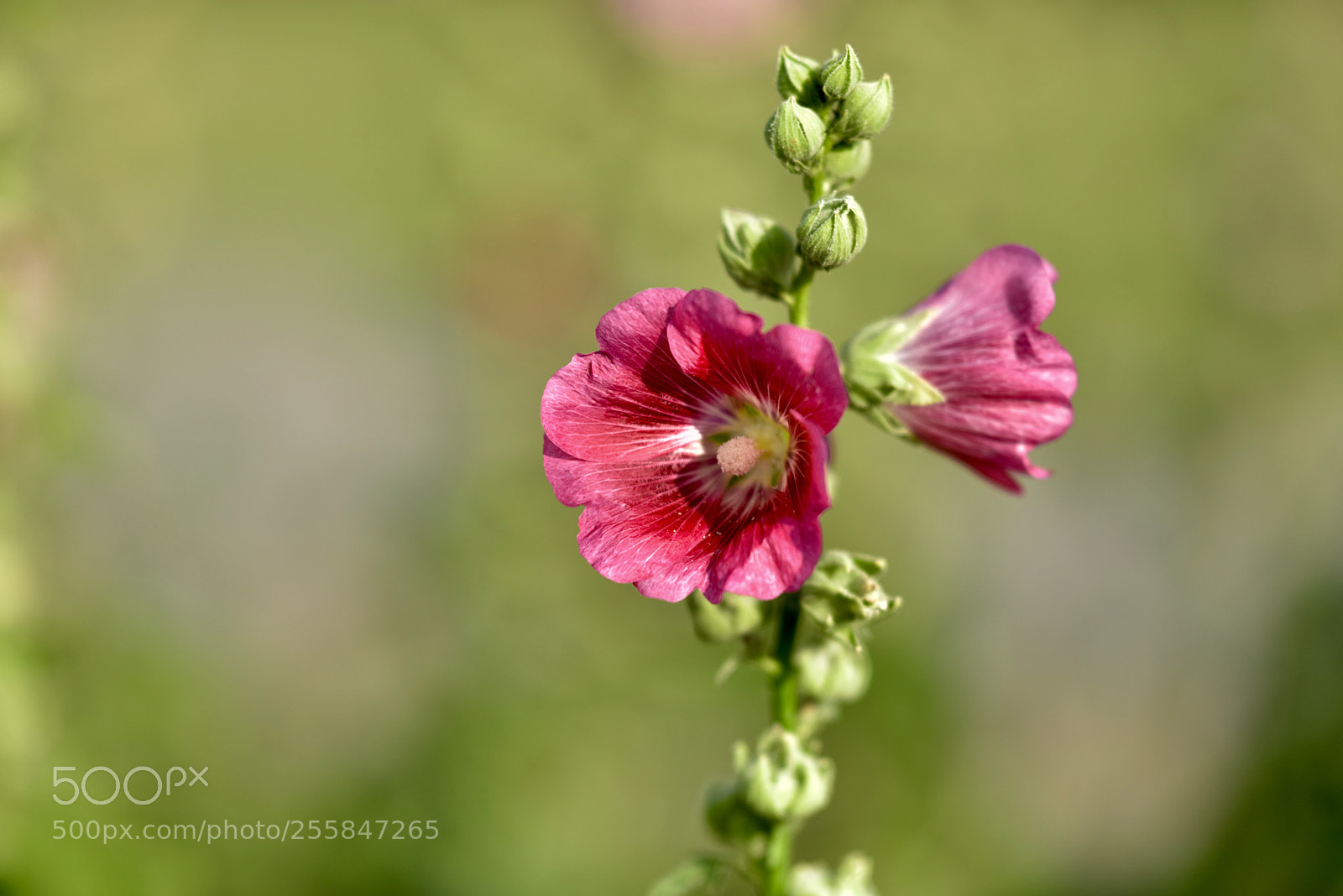 Nikon D810 sample photo. Untitled photography