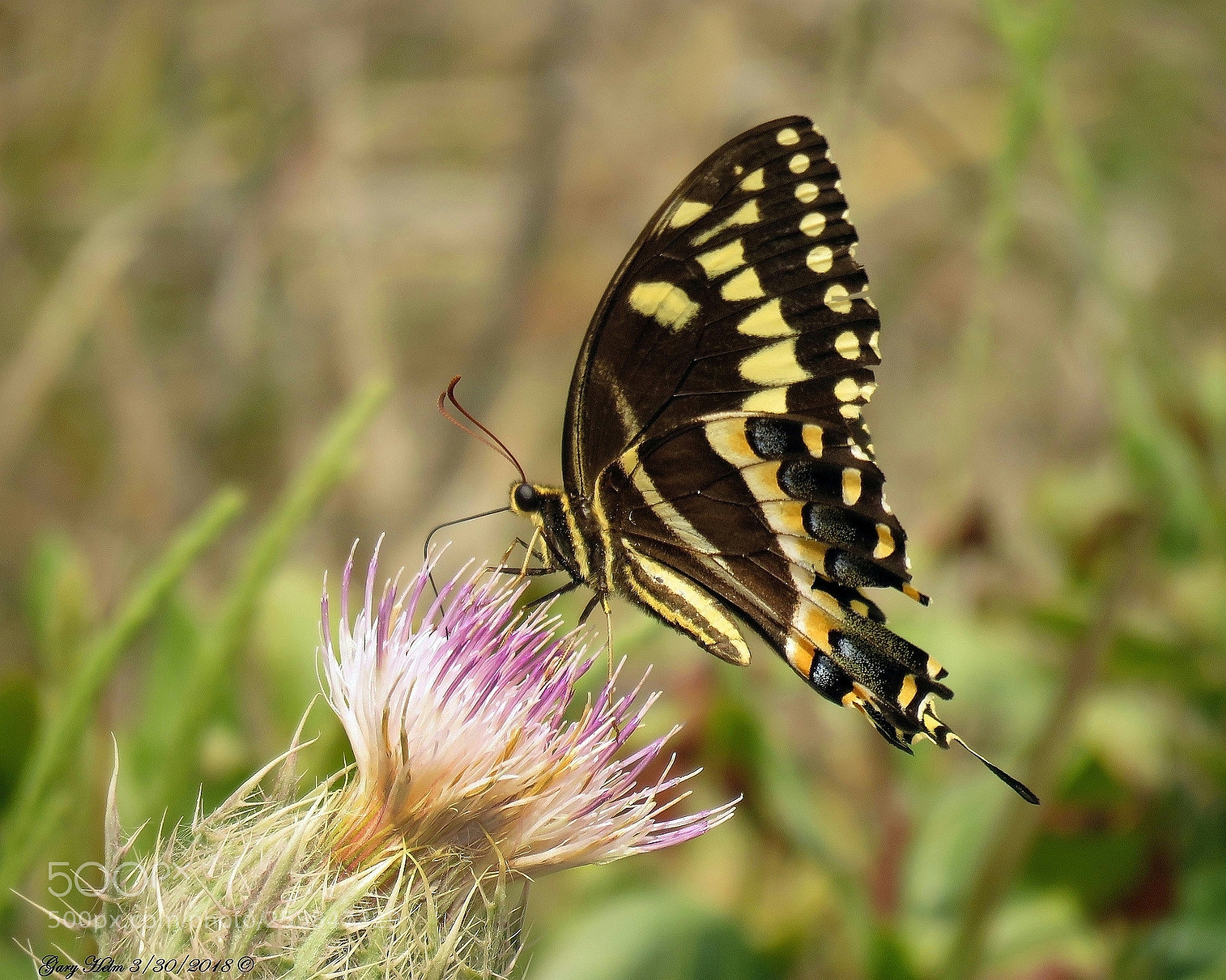 Canon PowerShot SX60 HS sample photo. A palmedes butterfly three photography