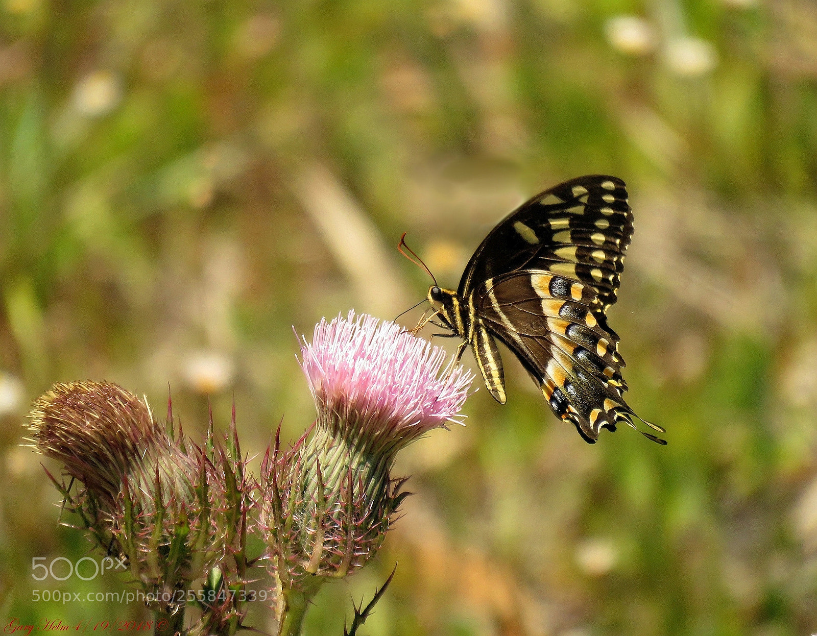 Canon PowerShot SX60 HS sample photo. Butterfly and thistle post photography