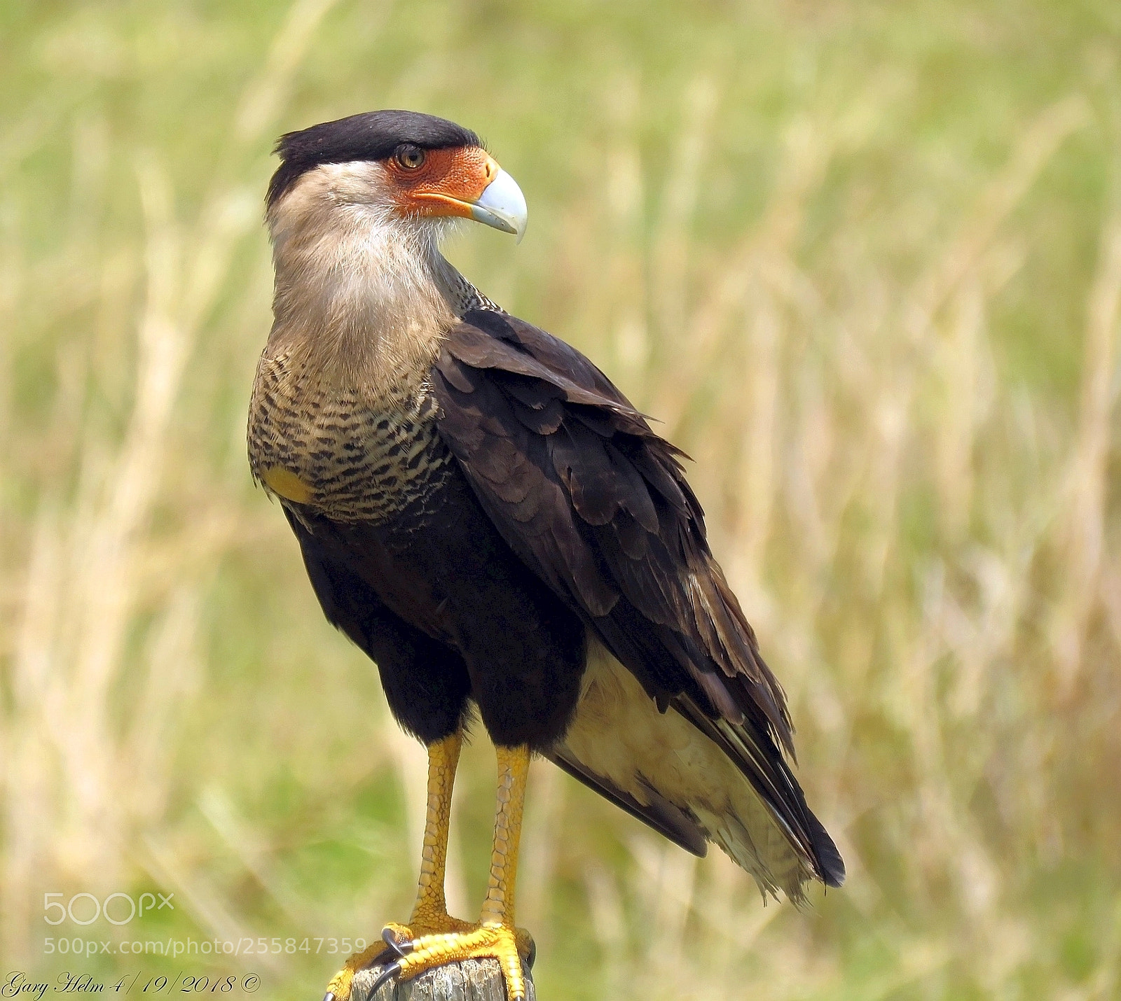 Canon PowerShot SX60 HS sample photo. Caracara post flickr excellent photography
