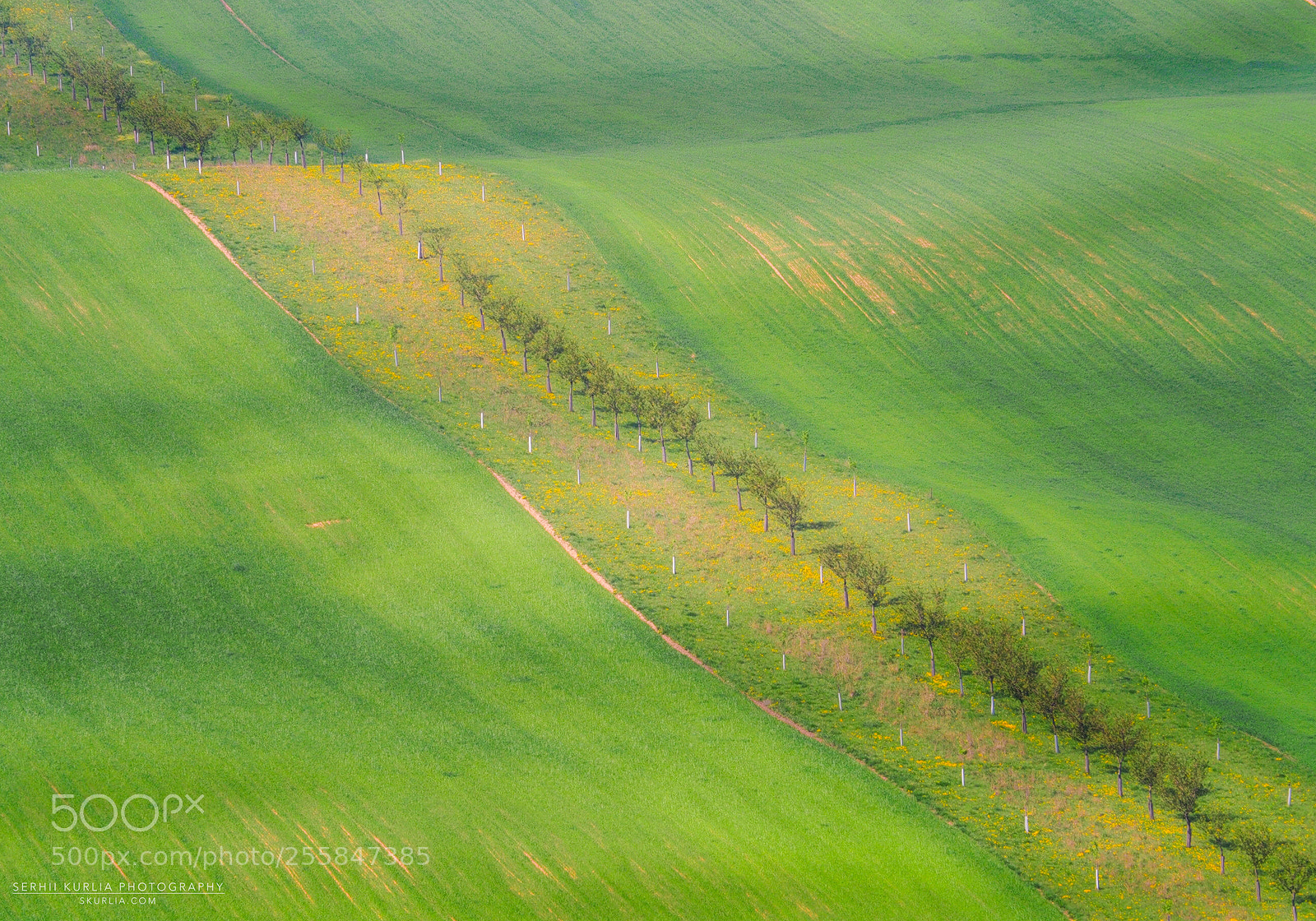 Olympus OM-D E-M1 Mark II sample photo. Spring fields photography