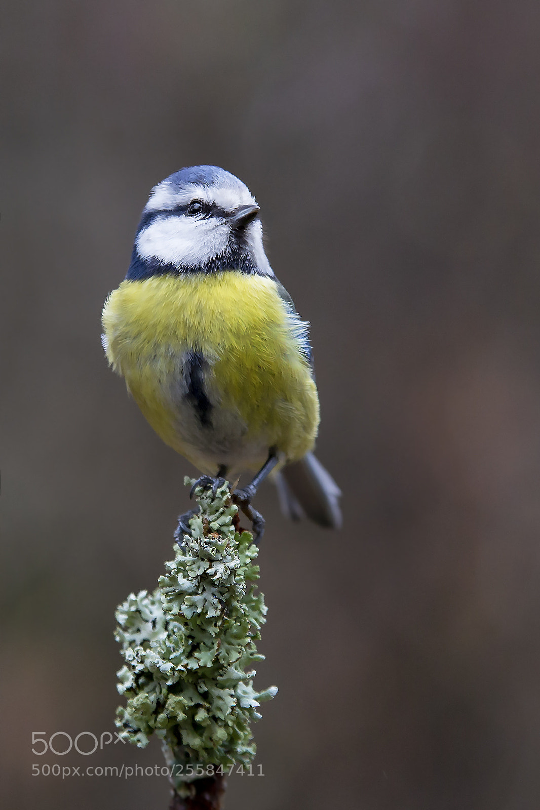 Canon EOS 6D sample photo. Sinitiainen, blue tit photography