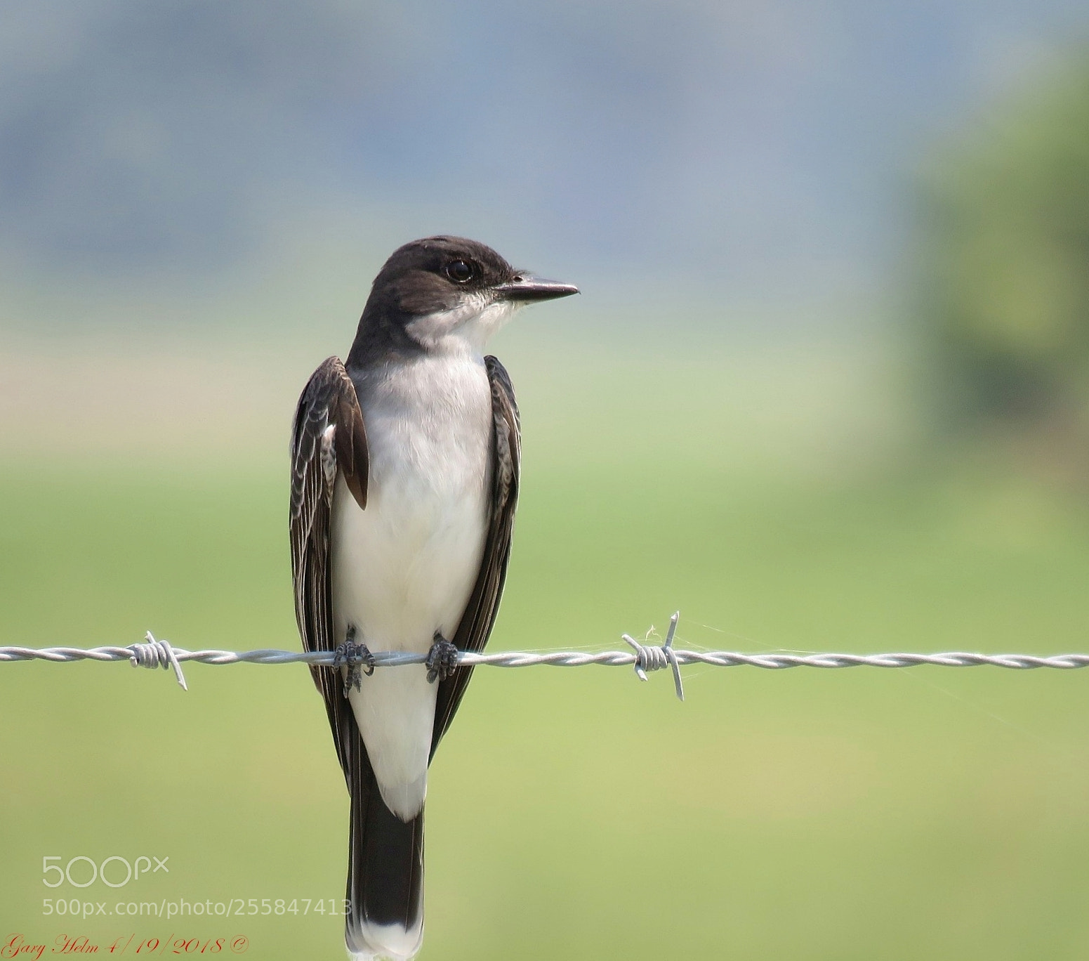 Canon PowerShot SX60 HS sample photo. Eastern kingbird peavine post photography