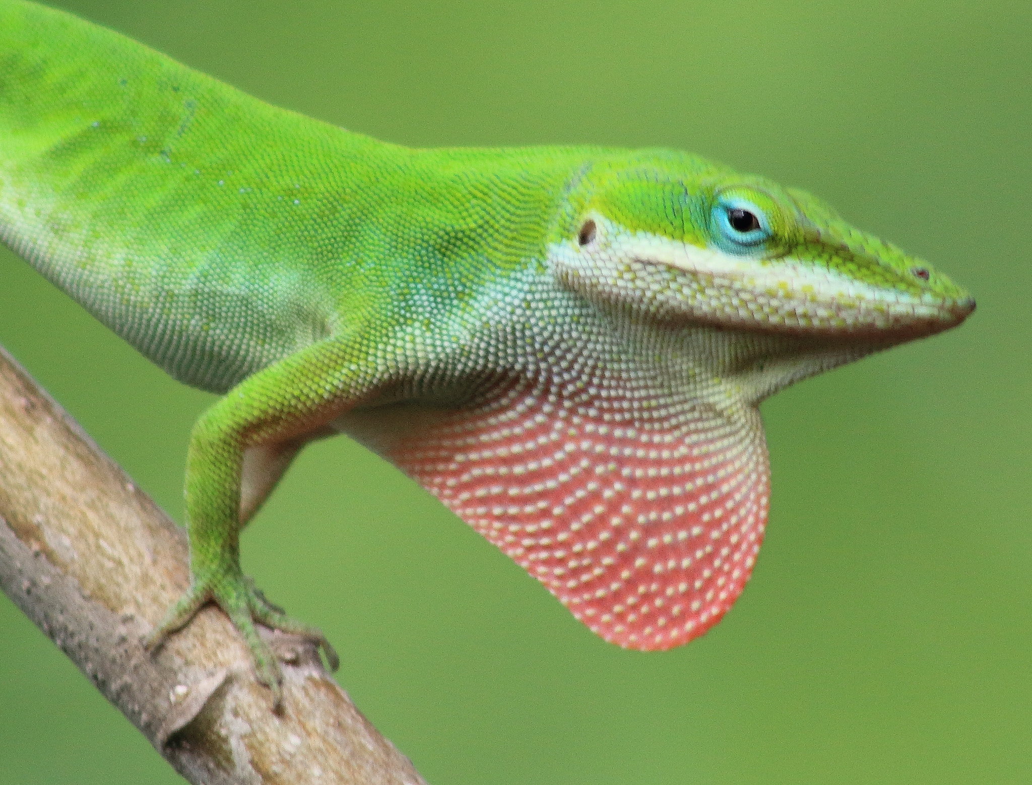 Canon EF 75-300mm f/4-5.6 sample photo. Anole photography