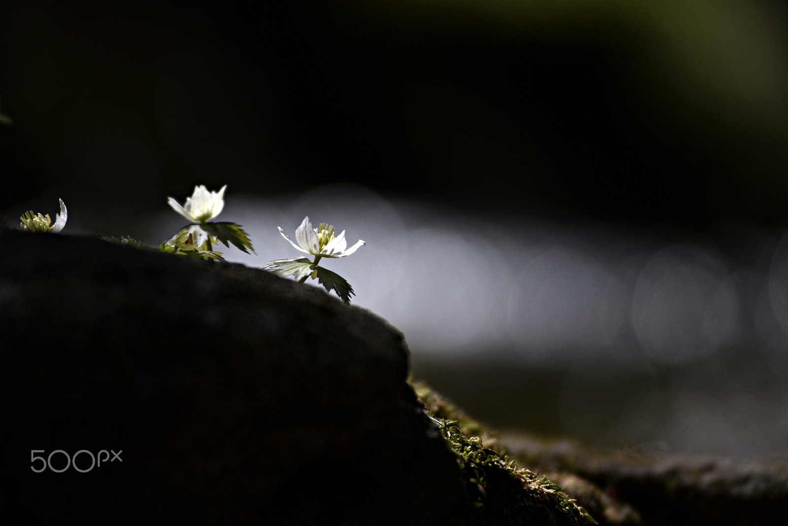 Nikon D810 sample photo. Wildflowers(megaleranthis saniculifolia) photography