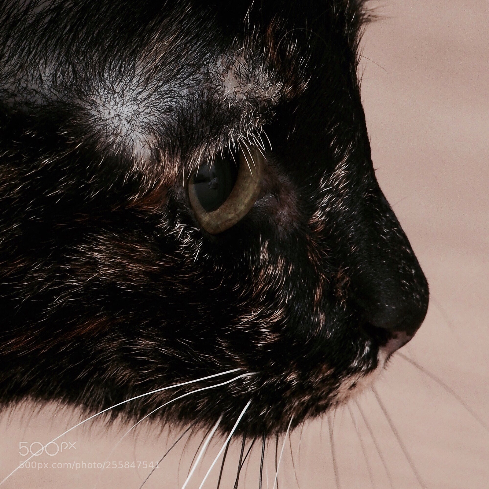 Olympus OM-D E-M5 sample photo. Contemplation photography