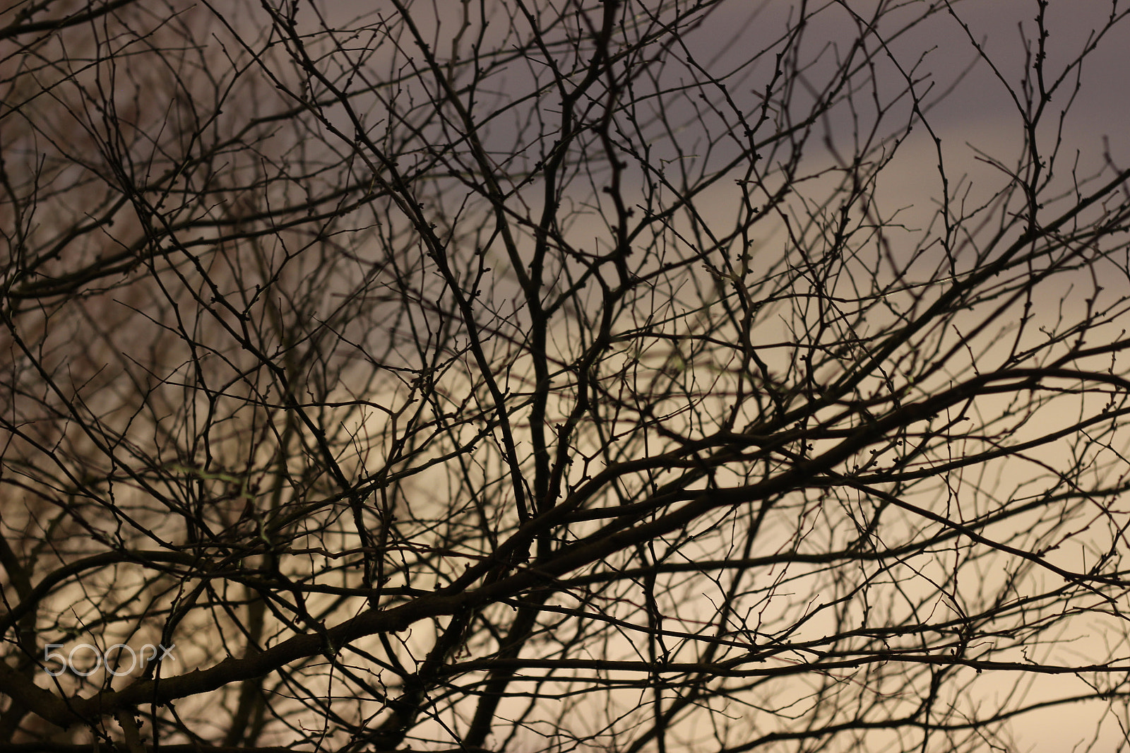 Canon EF 50mm F1.8 II sample photo. Img photography