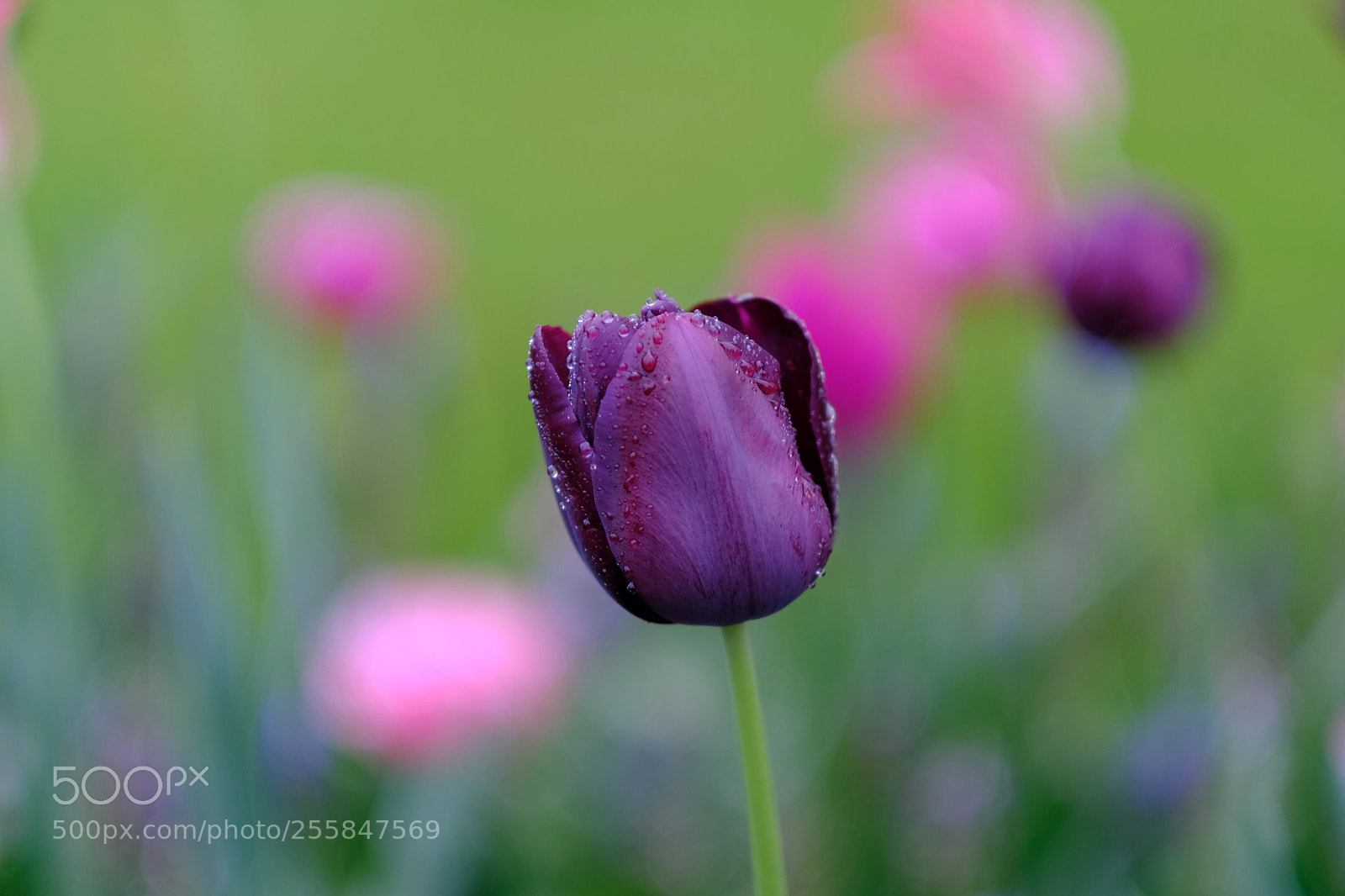 Fujifilm X-T20 sample photo. Black tulip photography