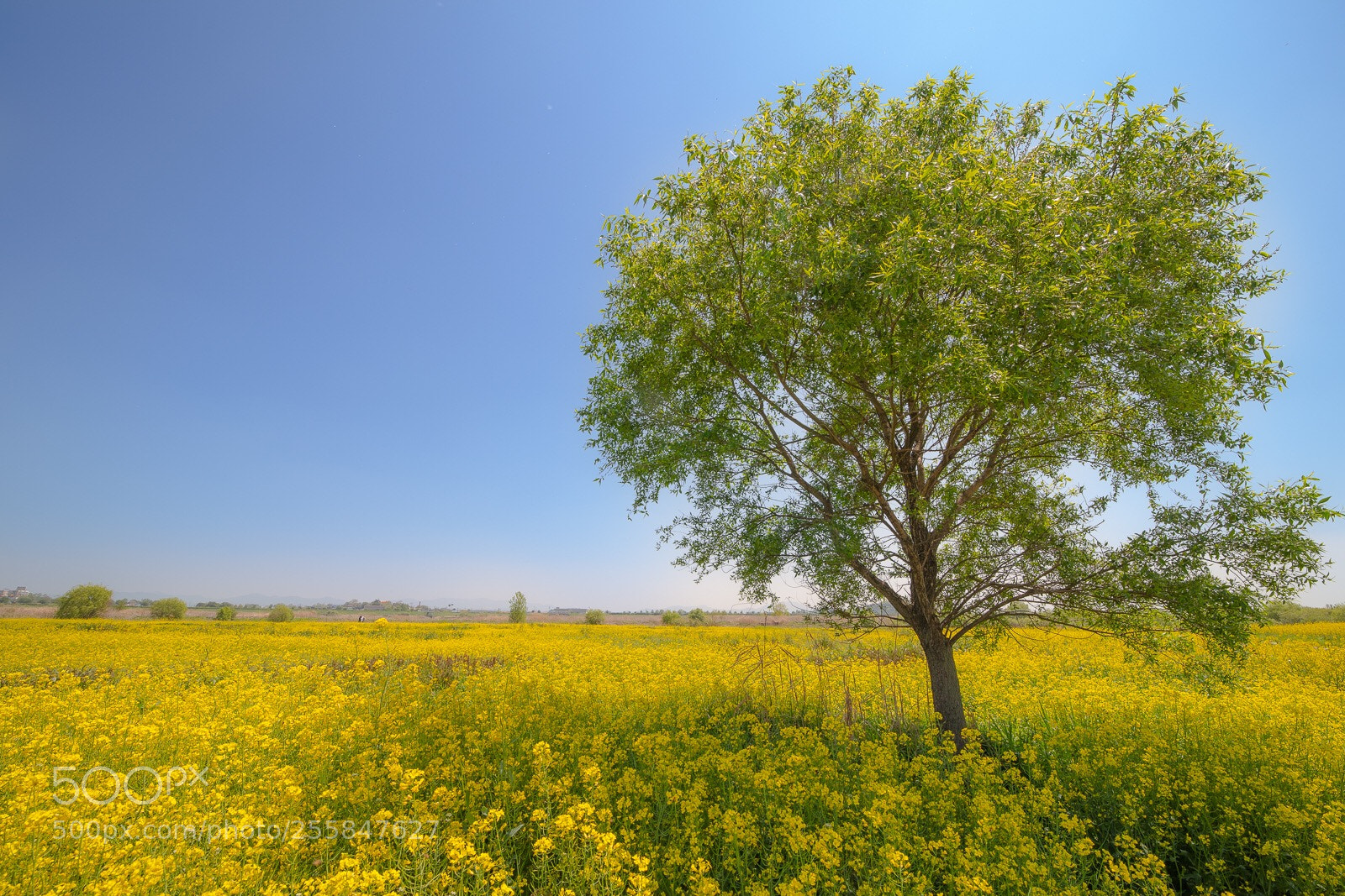 Canon EOS 5DS sample photo. Rape flower photography
