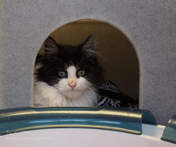 Sony a6000 sample photo. Frightened kitten with matted photography