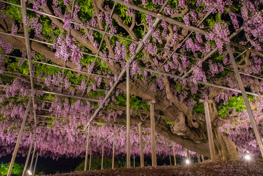 500px.comのTaisho G.さんによるDSC_0493-1.jpg