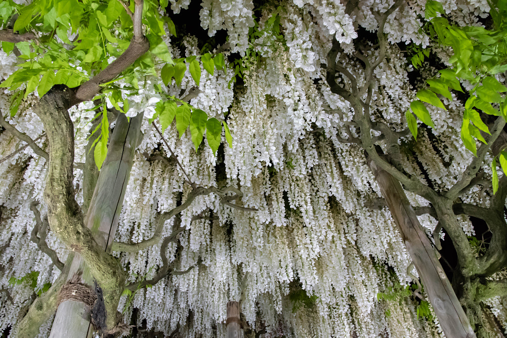 500px.comのTaisho G.さんによるDSC_0501-1.jpg