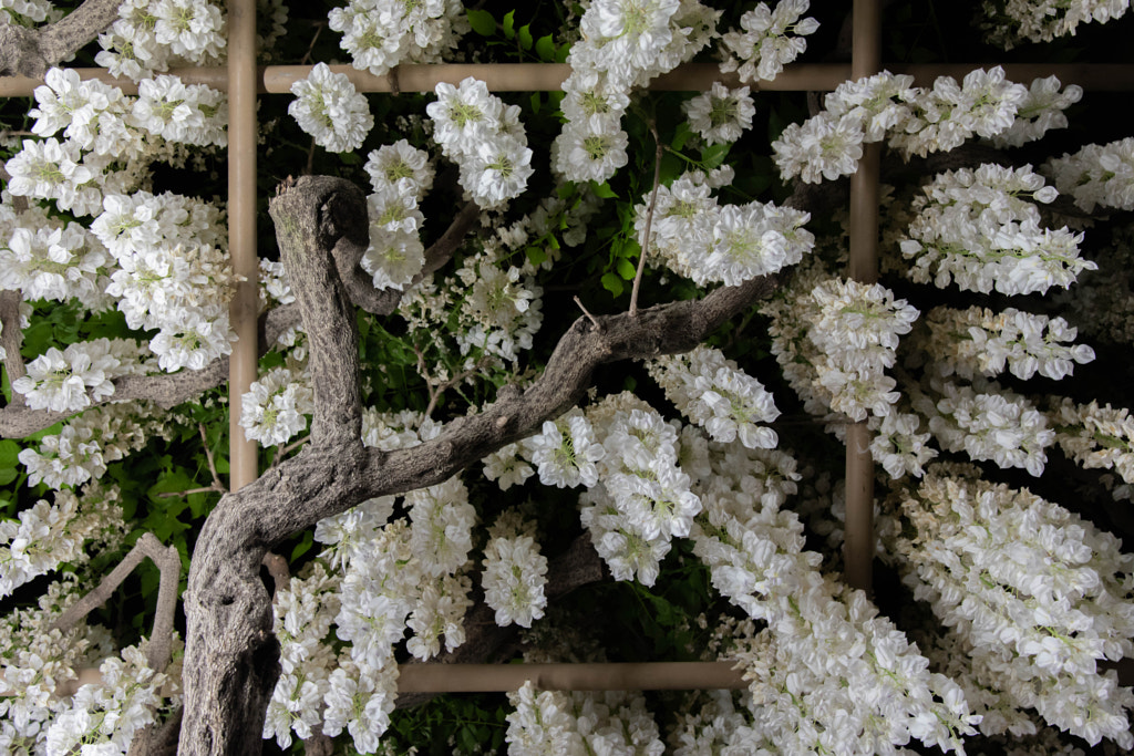 500px.comのTaisho G.さんによるDSC_0546-1.jpg