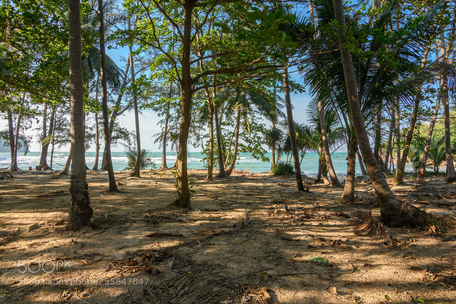 Nikon D7500 sample photo. Forest photography