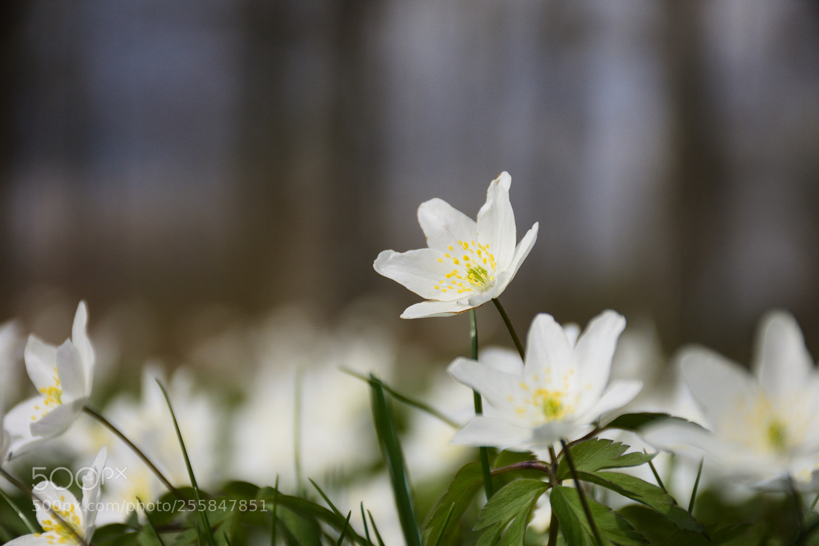 Nikon D7200 sample photo. An anemone nemorosa photography