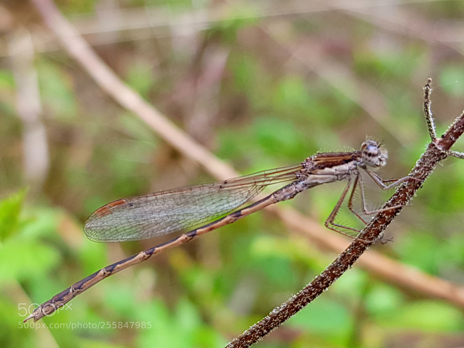 Samsung Galaxy S8 sample photo. Leste brun photography