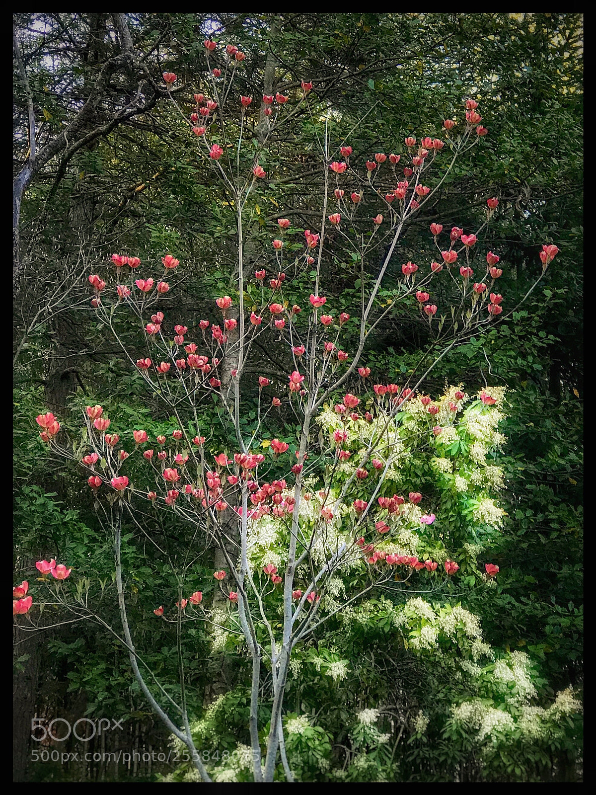 Apple iPhone 7 Plus sample photo. Pink dogwood budding photography