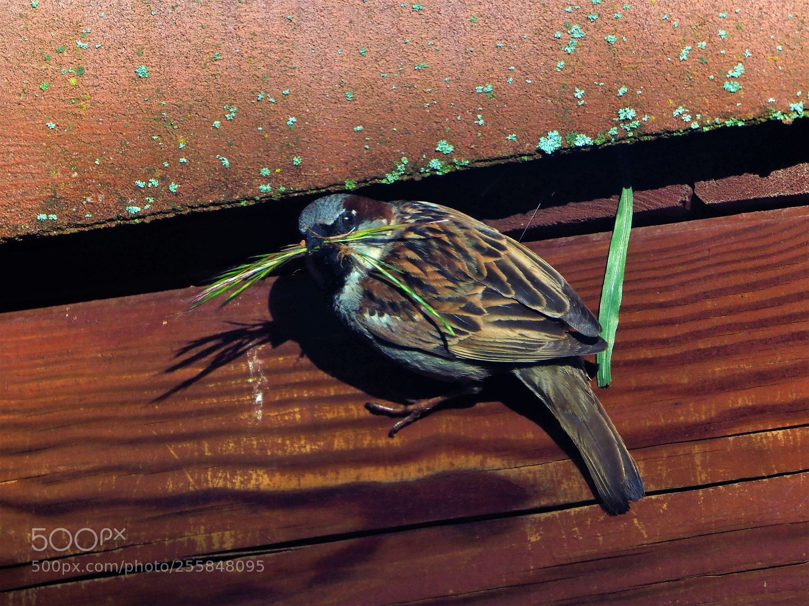 Olympus OM-D E-M1 Mark II sample photo. Olympus digital camera photography
