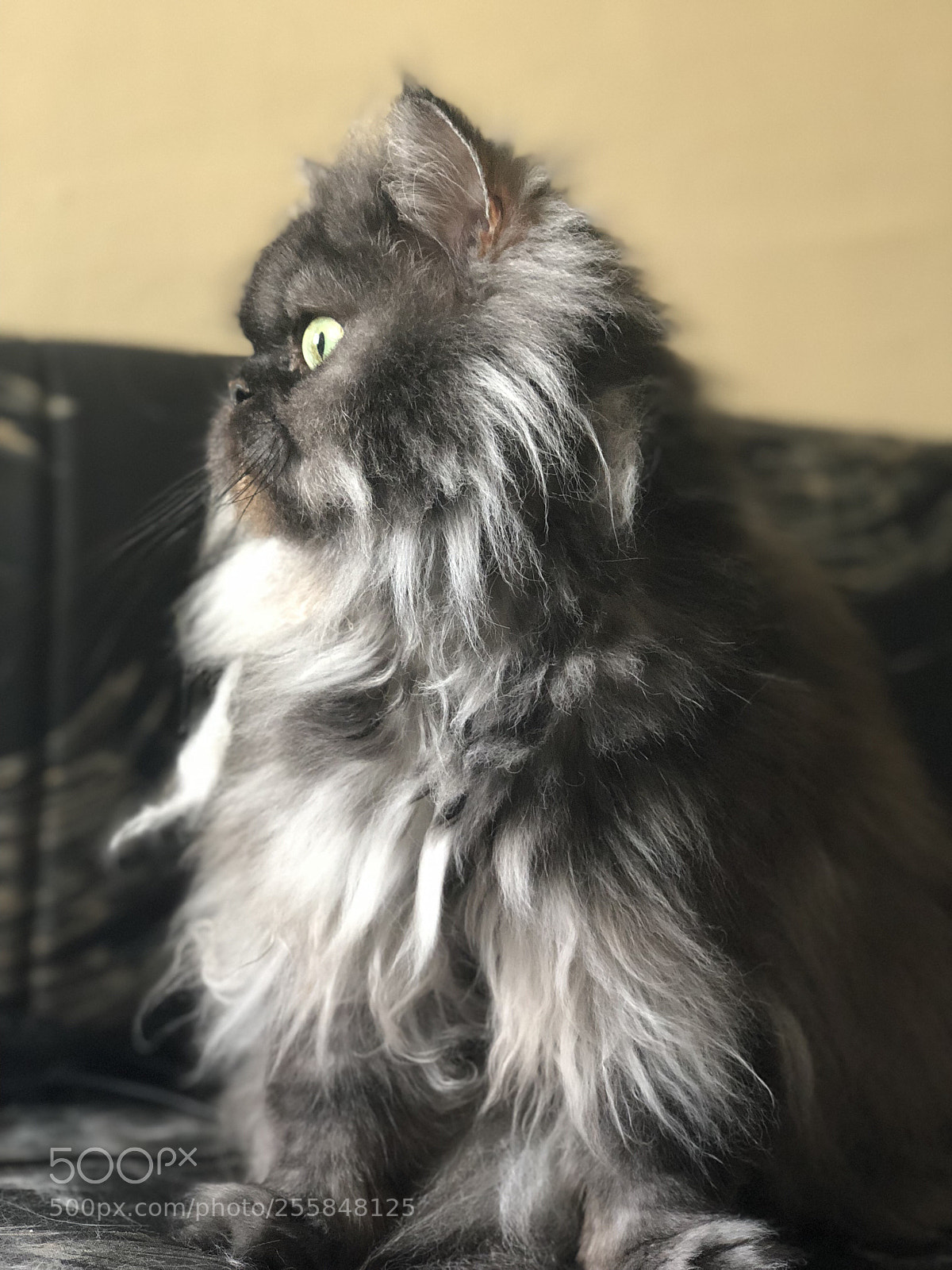 Apple iPhone X sample photo. “beast” photography