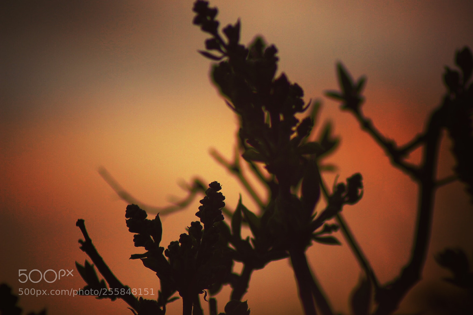Canon EOS 100D (EOS Rebel SL1 / EOS Kiss X7) sample photo. Sundown photography